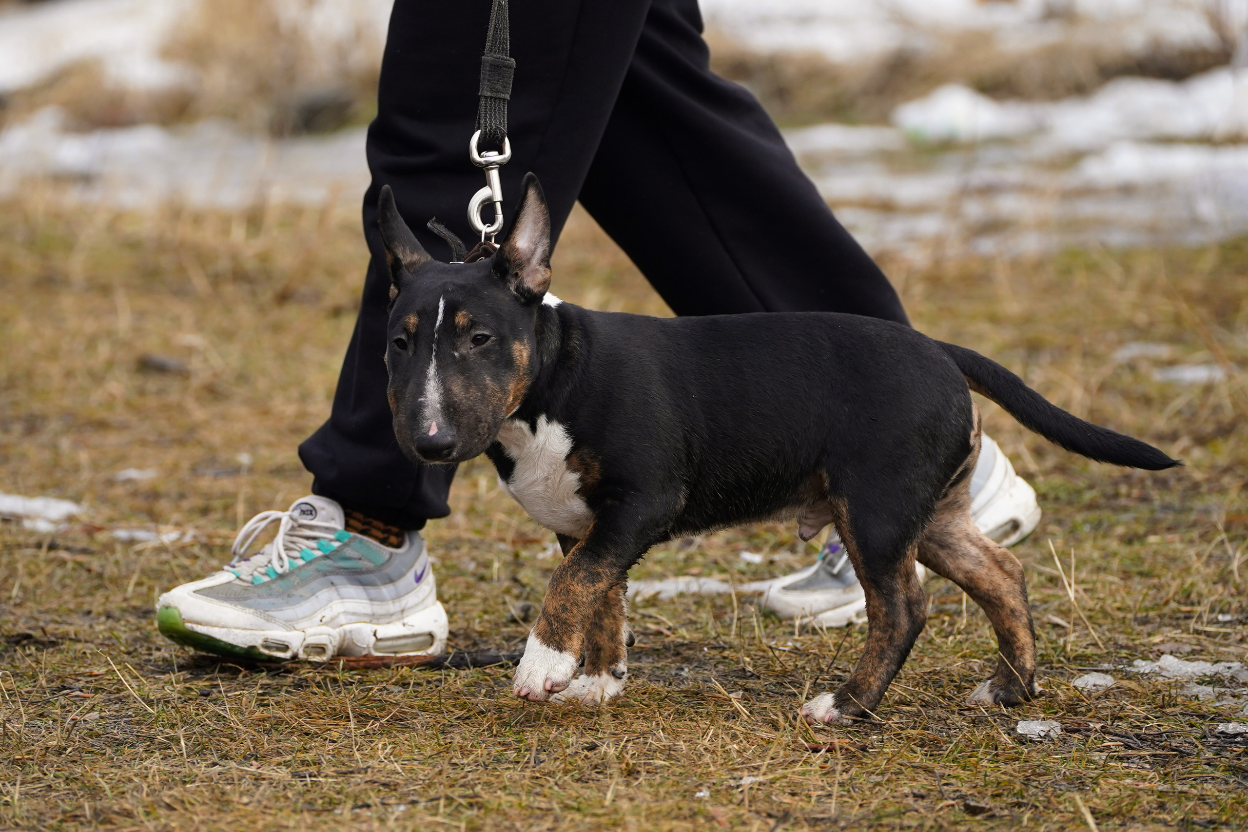 Клуб любителей собак «CANIS». Фотограф-анималист Анастасия Большакова