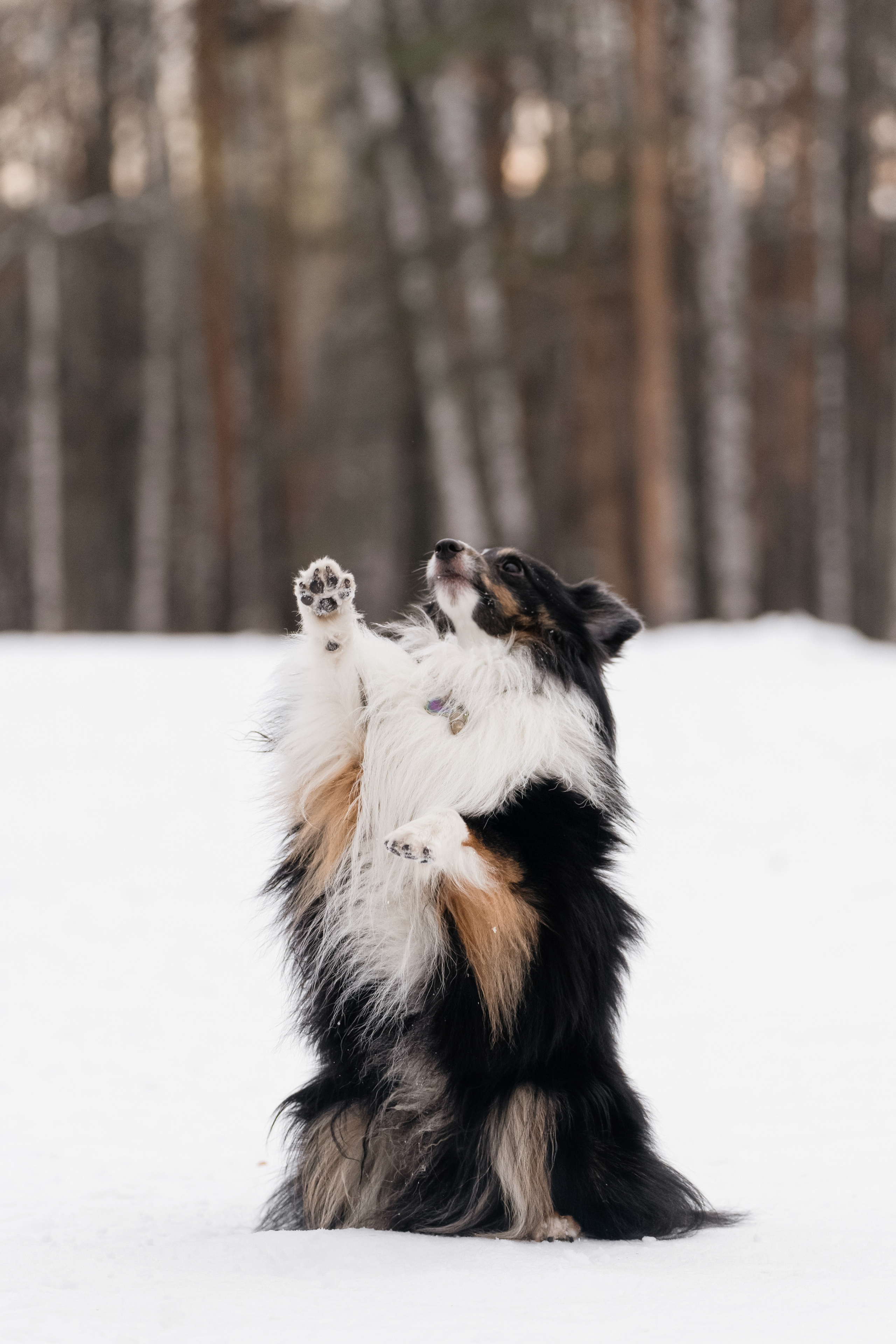 Локки и Руни. Фотограф-анималист Анастасия Большакова