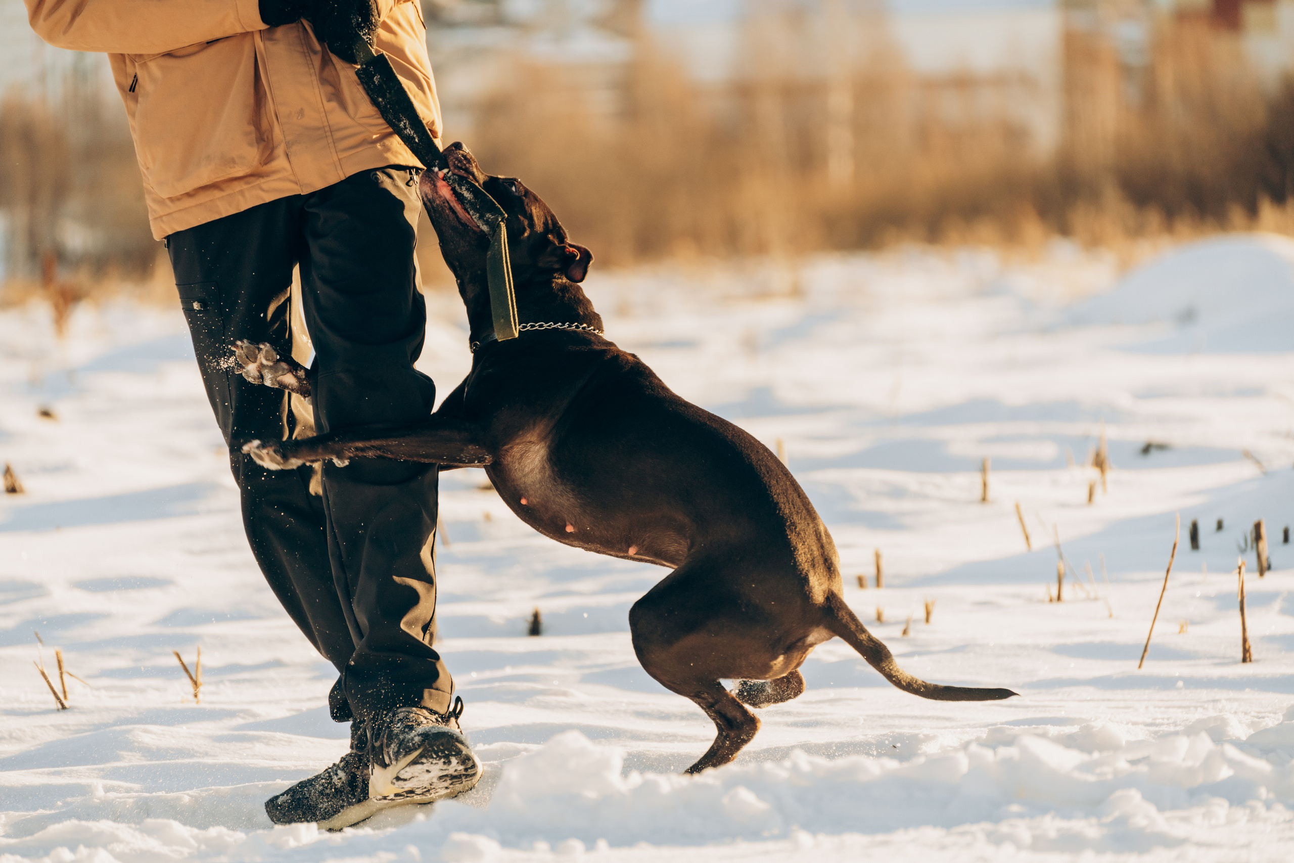 Мэгги. Фотограф-анималист Анастасия Большакова