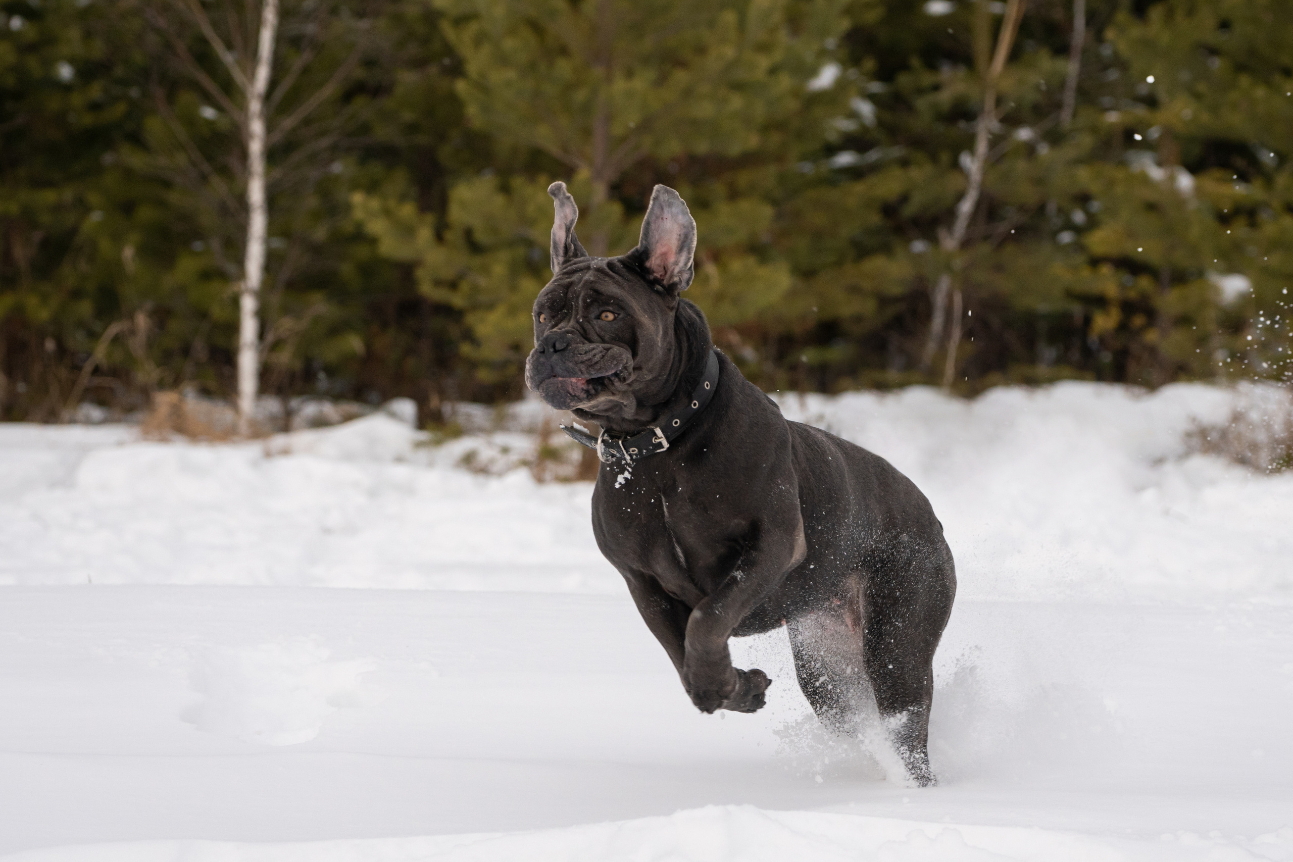 Ася и Батик. Фотограф-анималист Анастасия Большакова