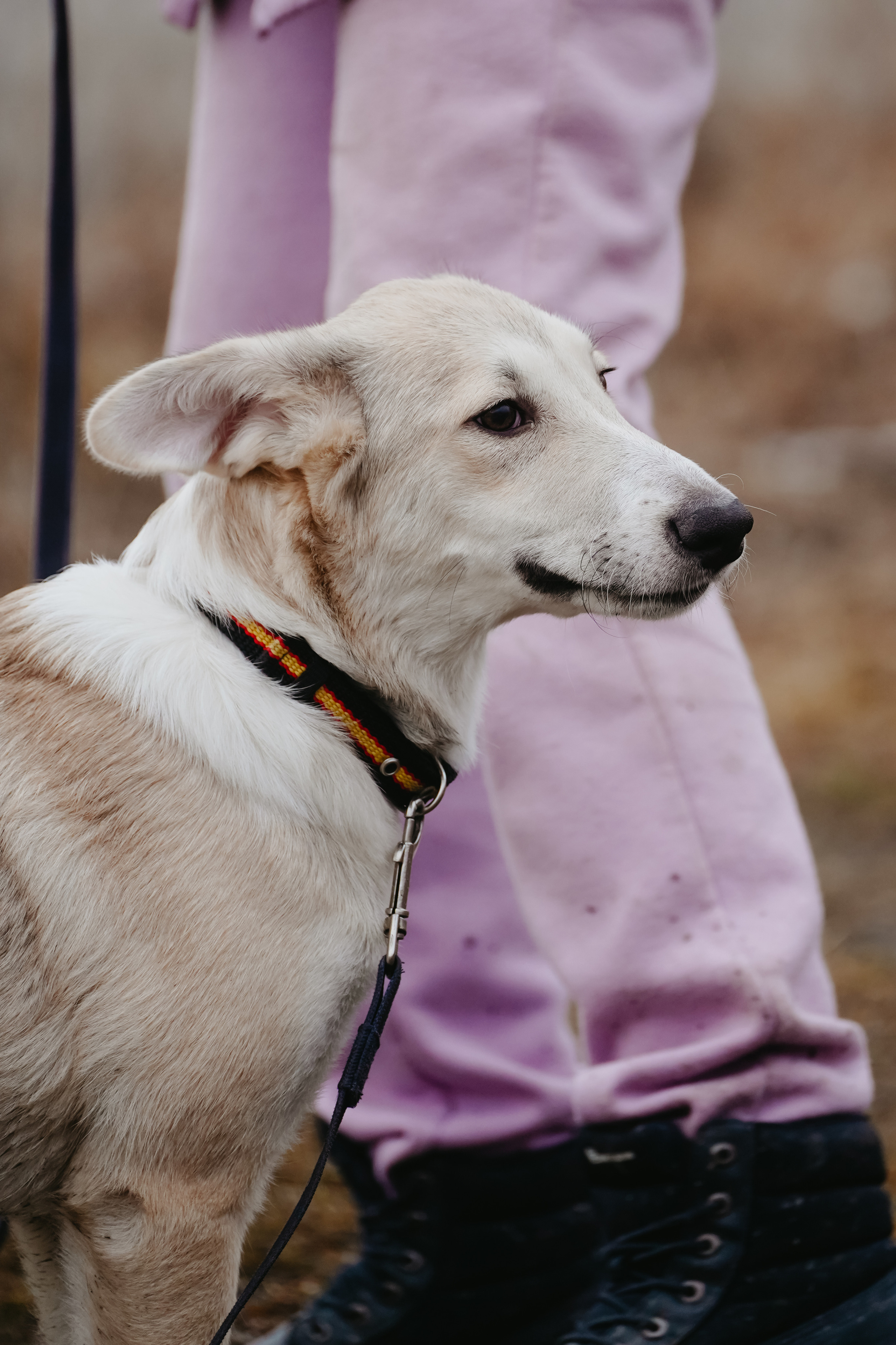 Клуб любителей собак «CANIS». Фотограф-анималист Анастасия Большакова