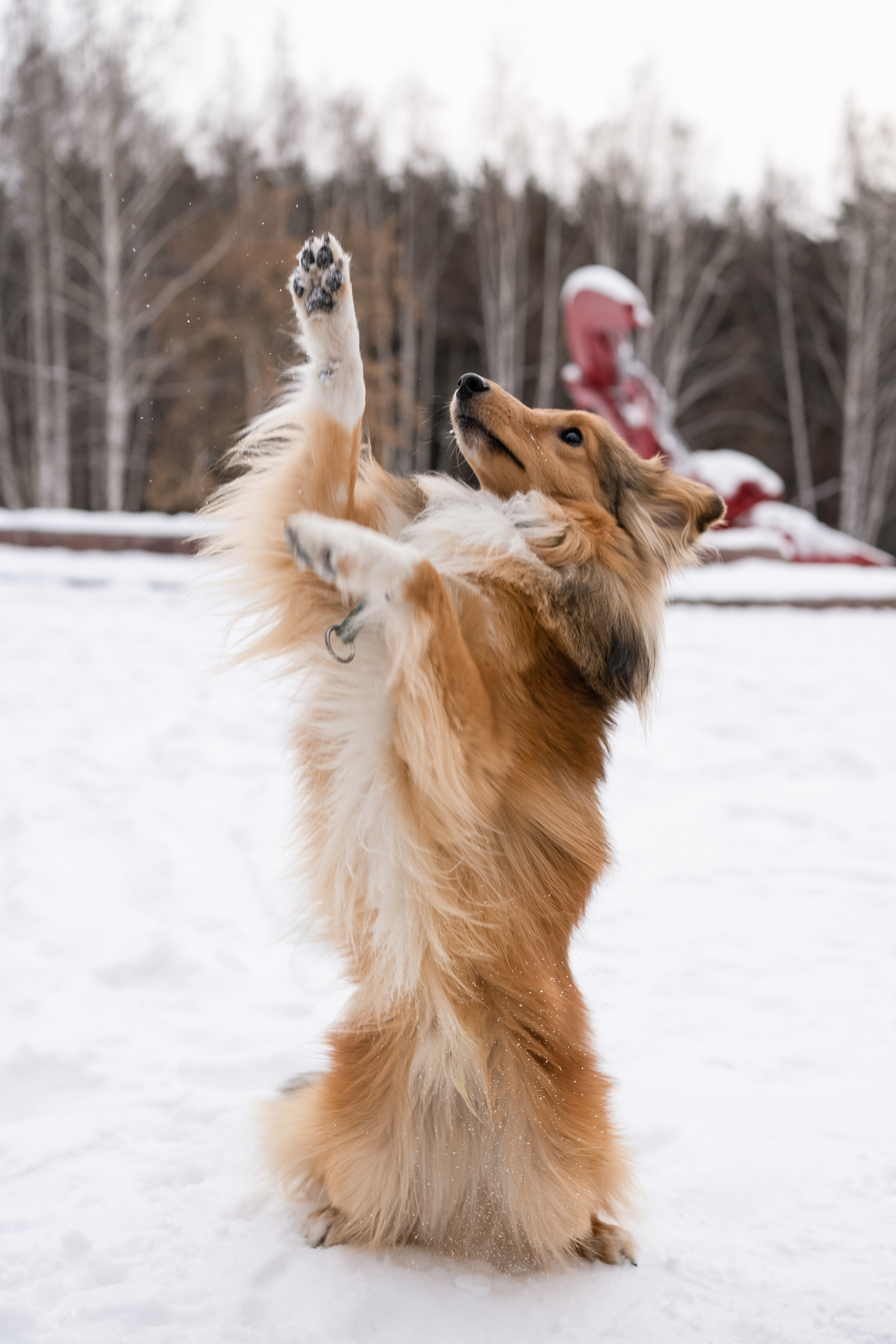 Локки и Руни. Фотограф-анималист Анастасия Большакова