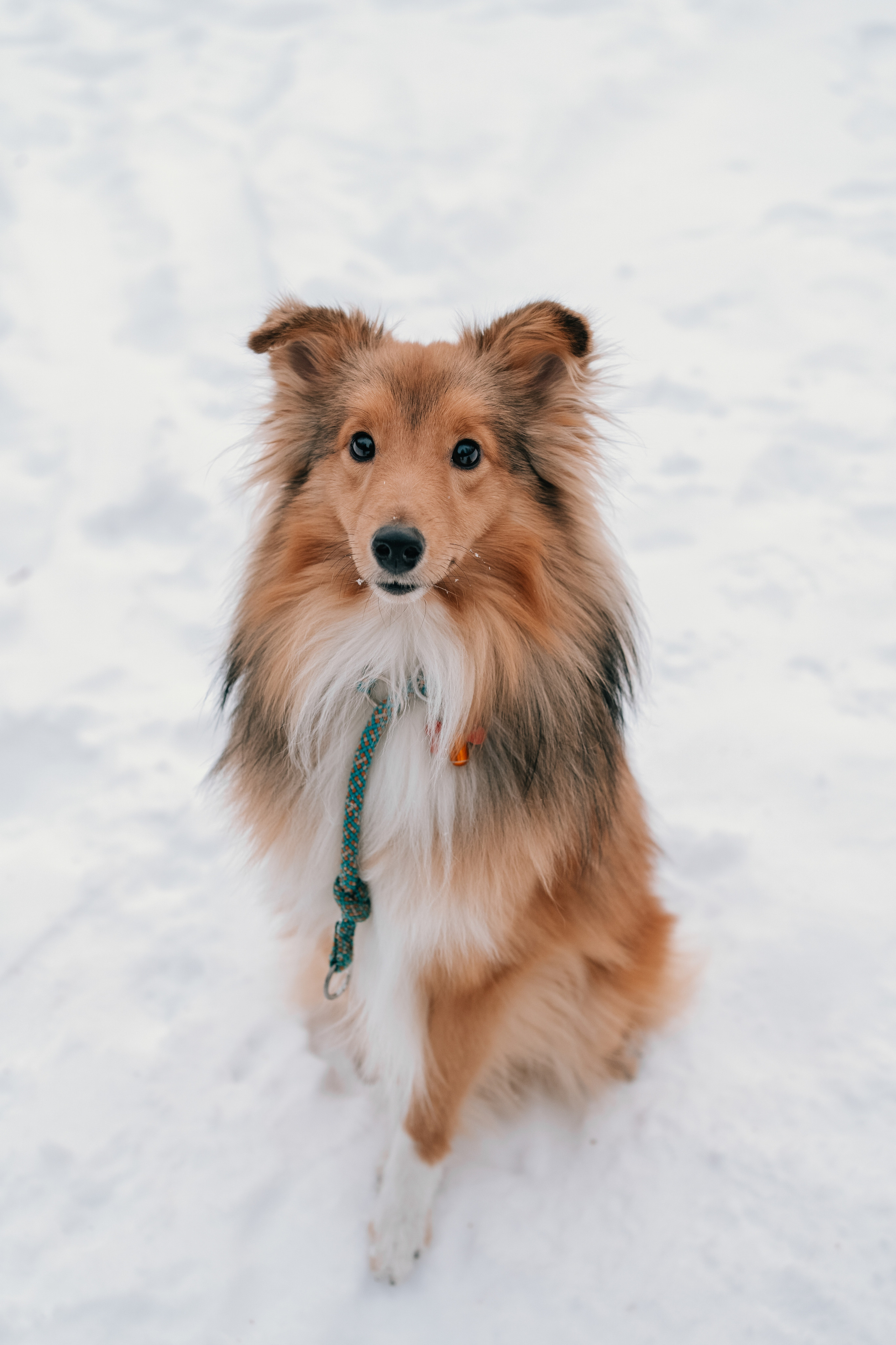 Локки и Руни. Фотограф-анималист Анастасия Большакова
