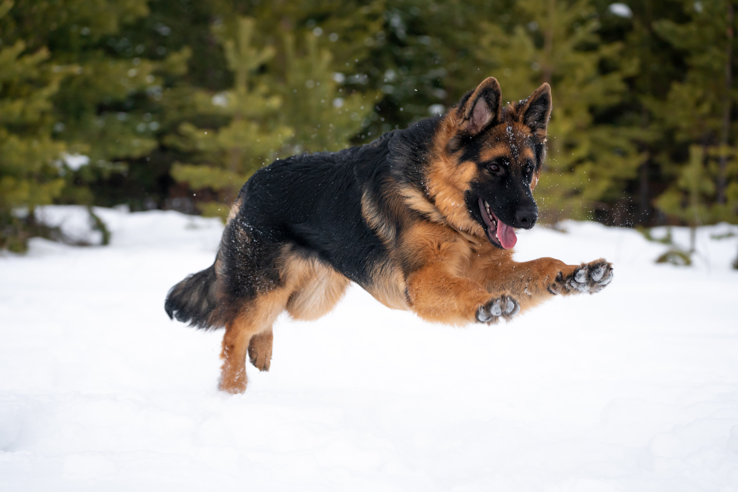 Байкал. Фотограф-анималист Анастасия Большакова