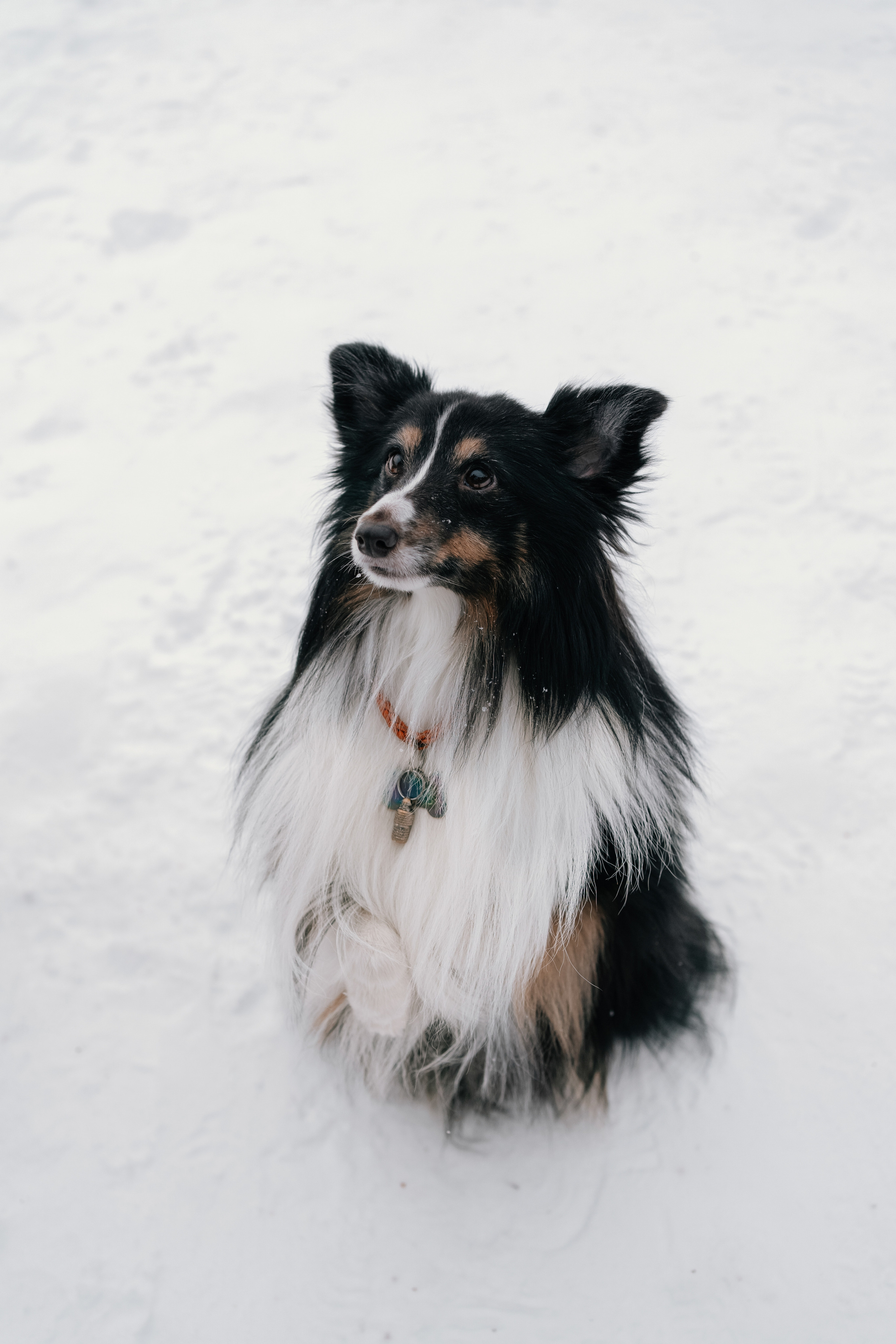 Локки и Руни. Фотограф-анималист Анастасия Большакова