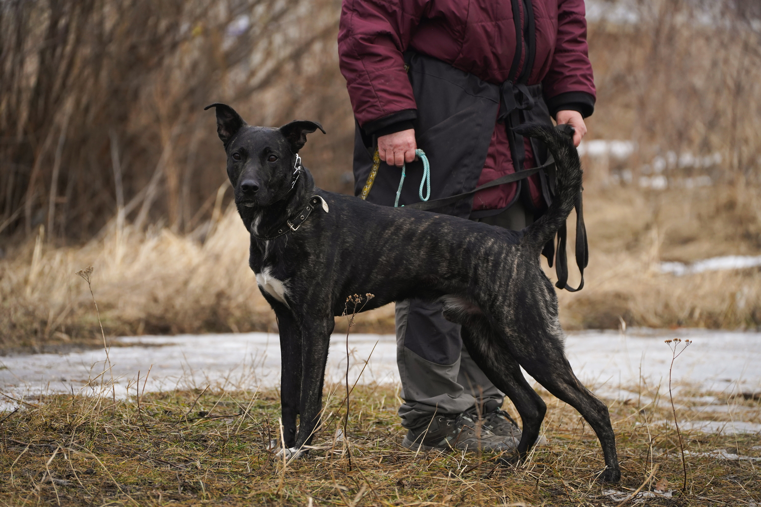 Клуб любителей собак «CANIS». Фотограф-анималист Анастасия Большакова