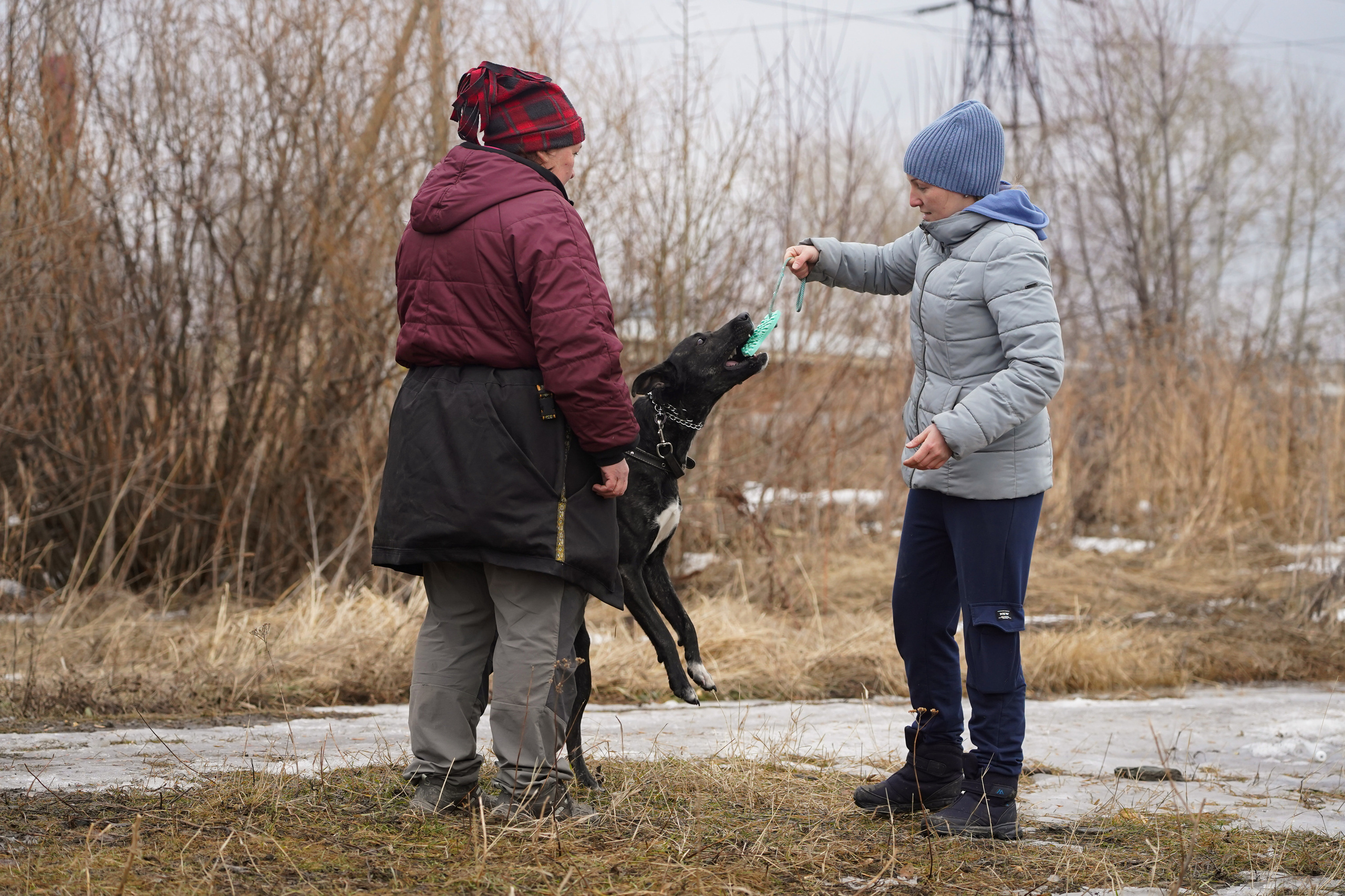 Клуб любителей собак «CANIS». Фотограф-анималист Анастасия Большакова
