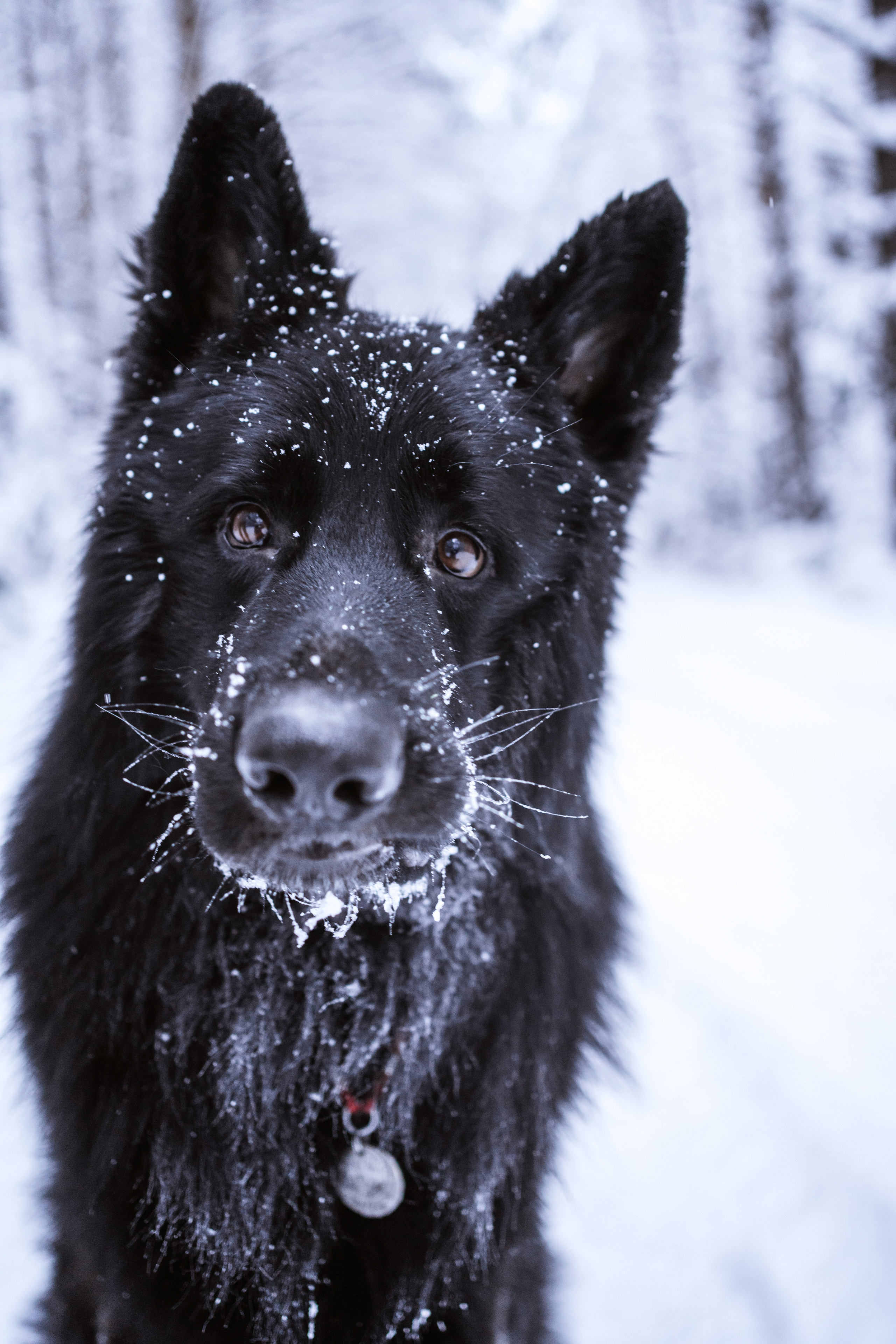 Кай. Фотограф-анималист Анастасия Большакова