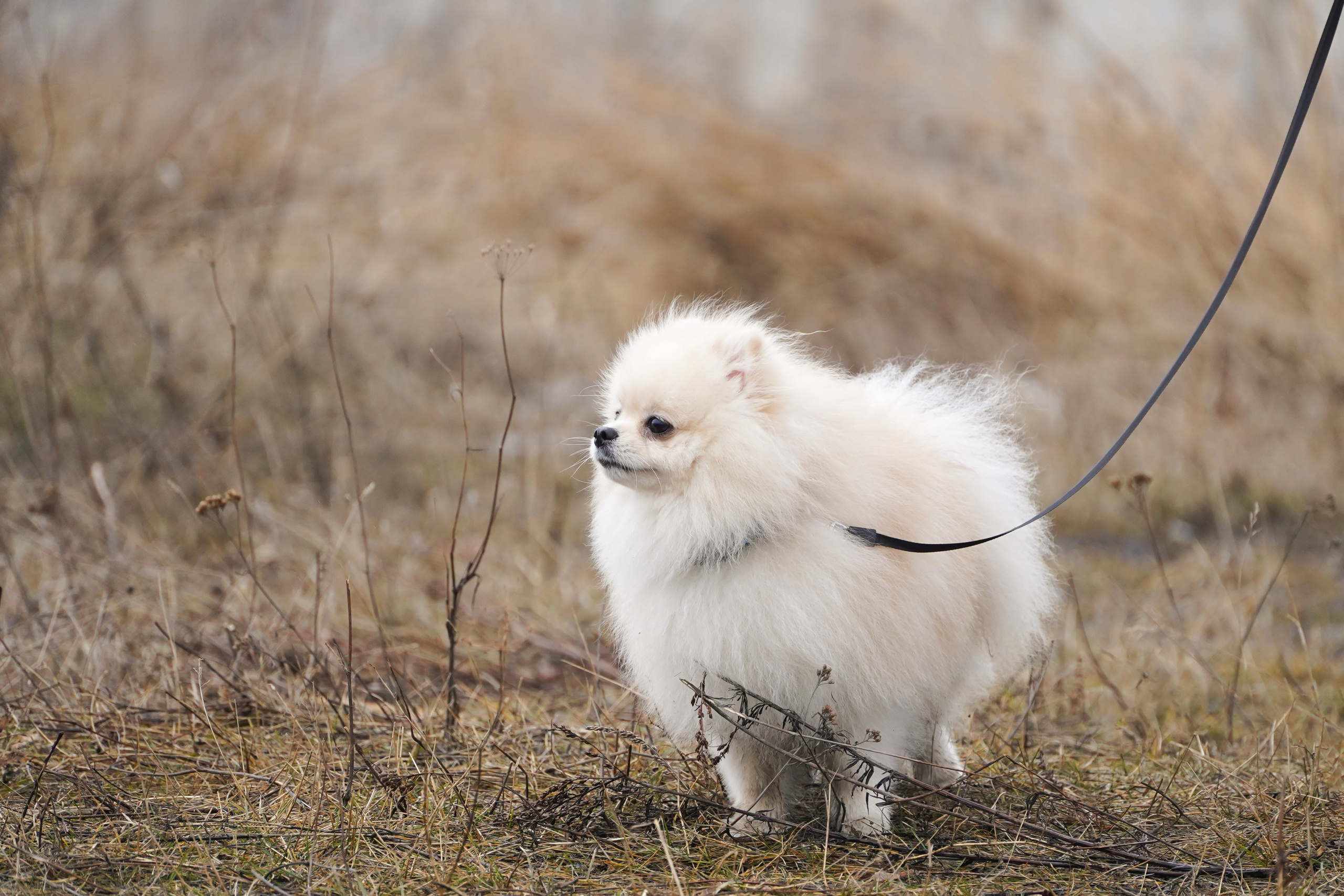 Клуб любителей собак «CANIS». Фотограф-анималист Анастасия Большакова