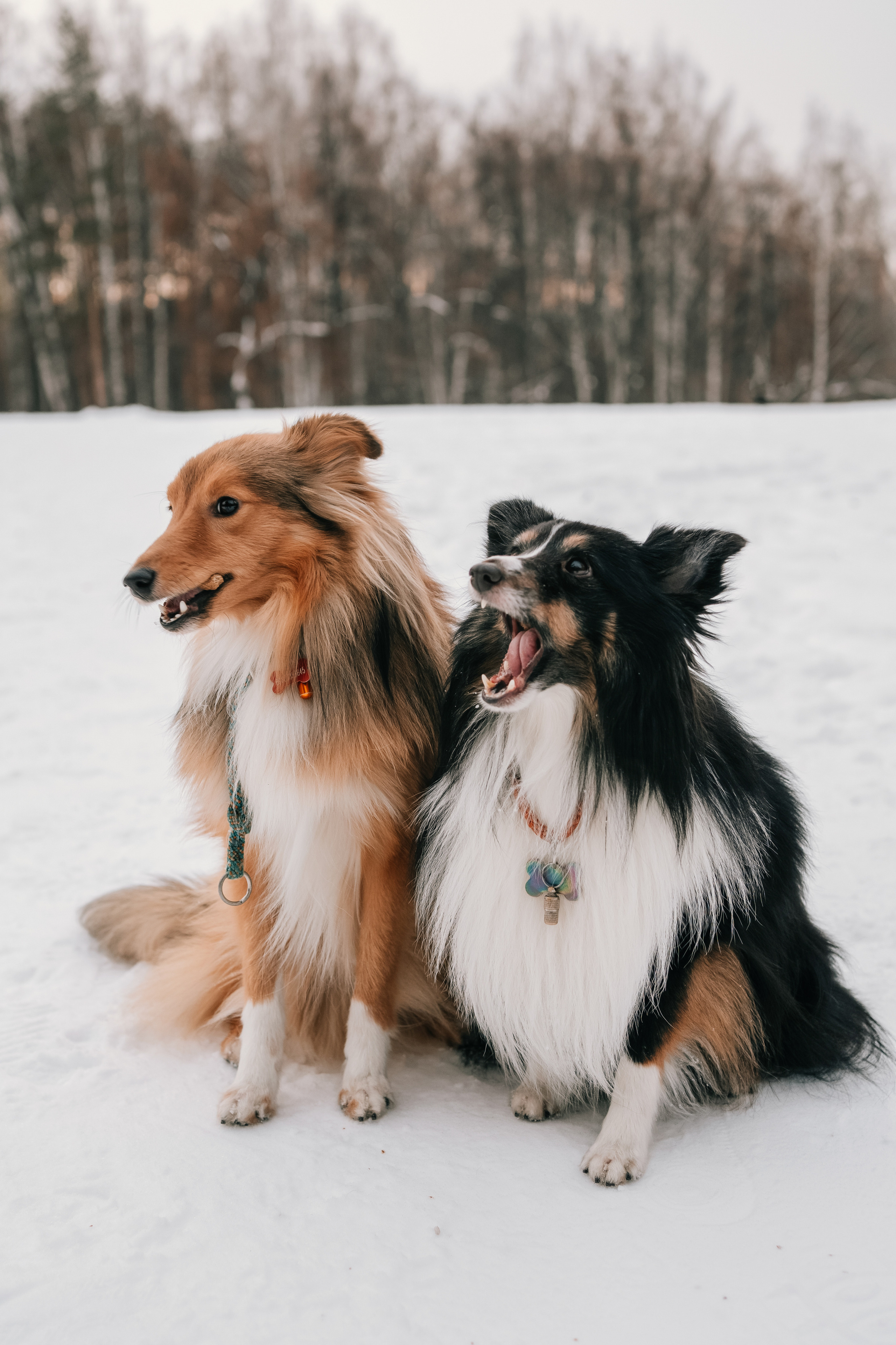 Локки и Руни. Фотограф-анималист Анастасия Большакова