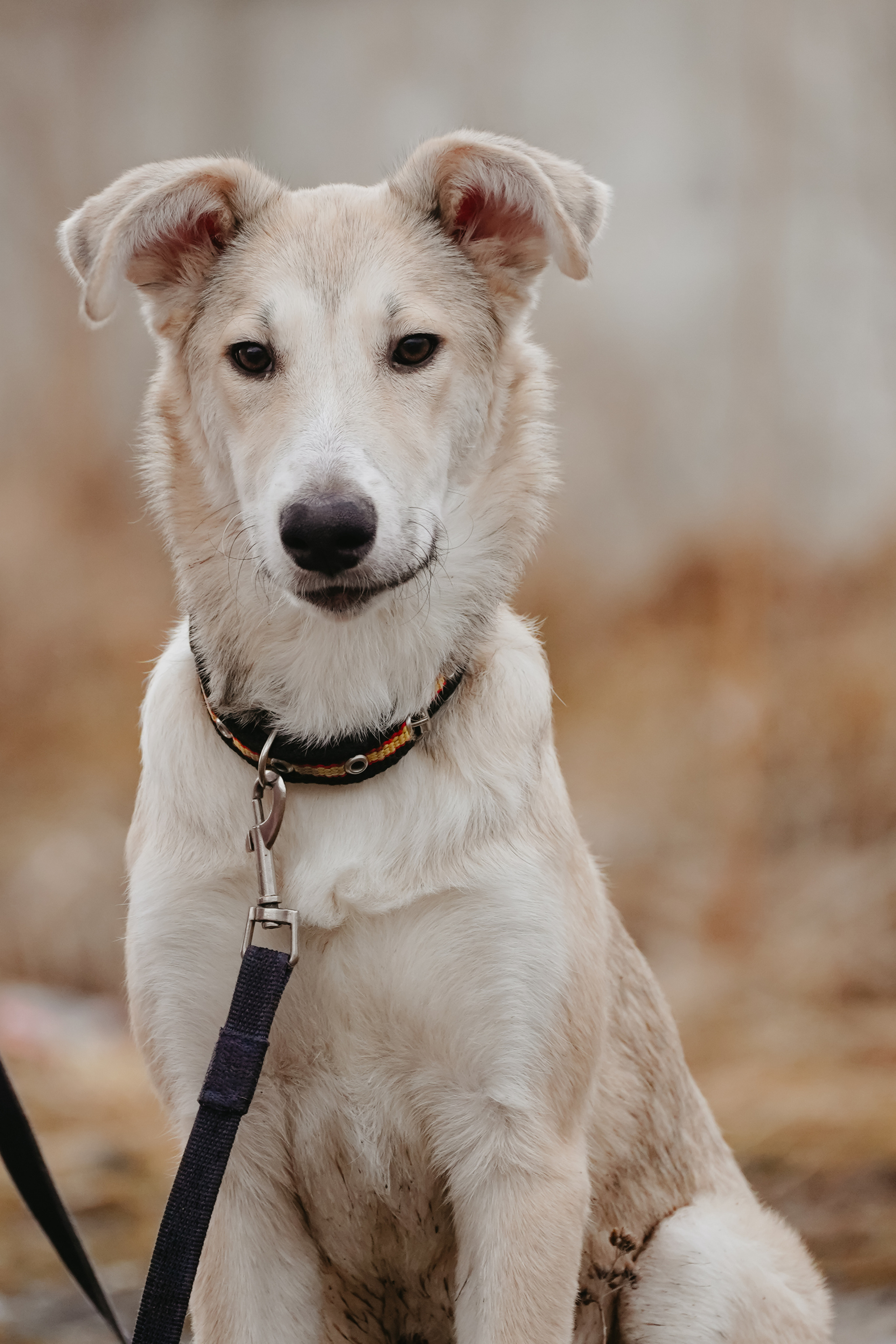 Клуб любителей собак «CANIS». Фотограф-анималист Анастасия Большакова