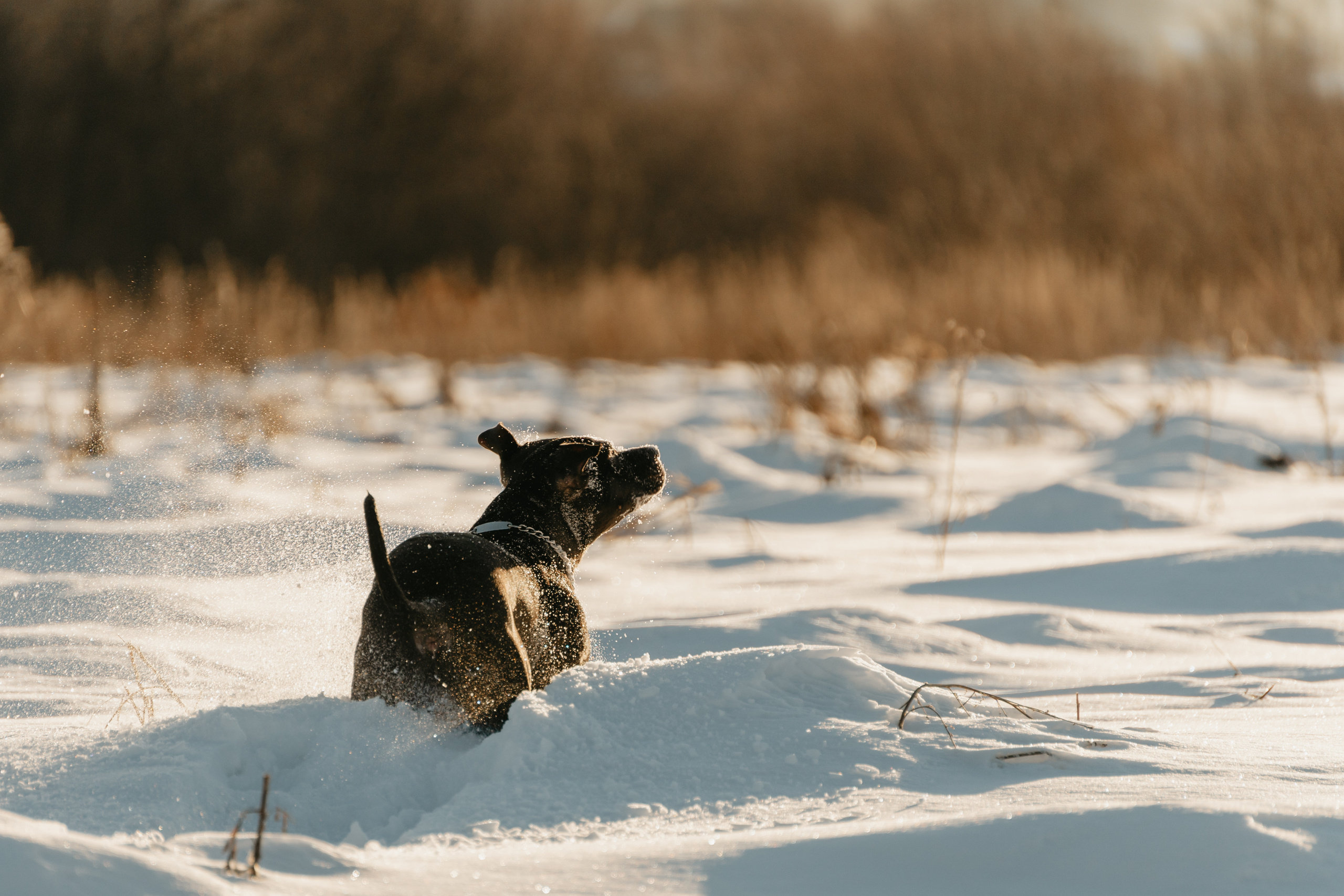 Мэгги. Фотограф-анималист Анастасия Большакова