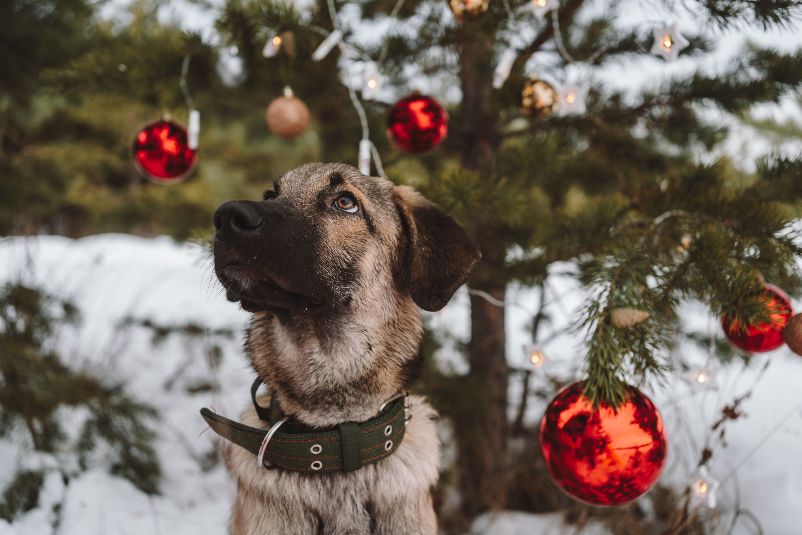 Марик. Фотограф-анималист Анастасия Большакова
