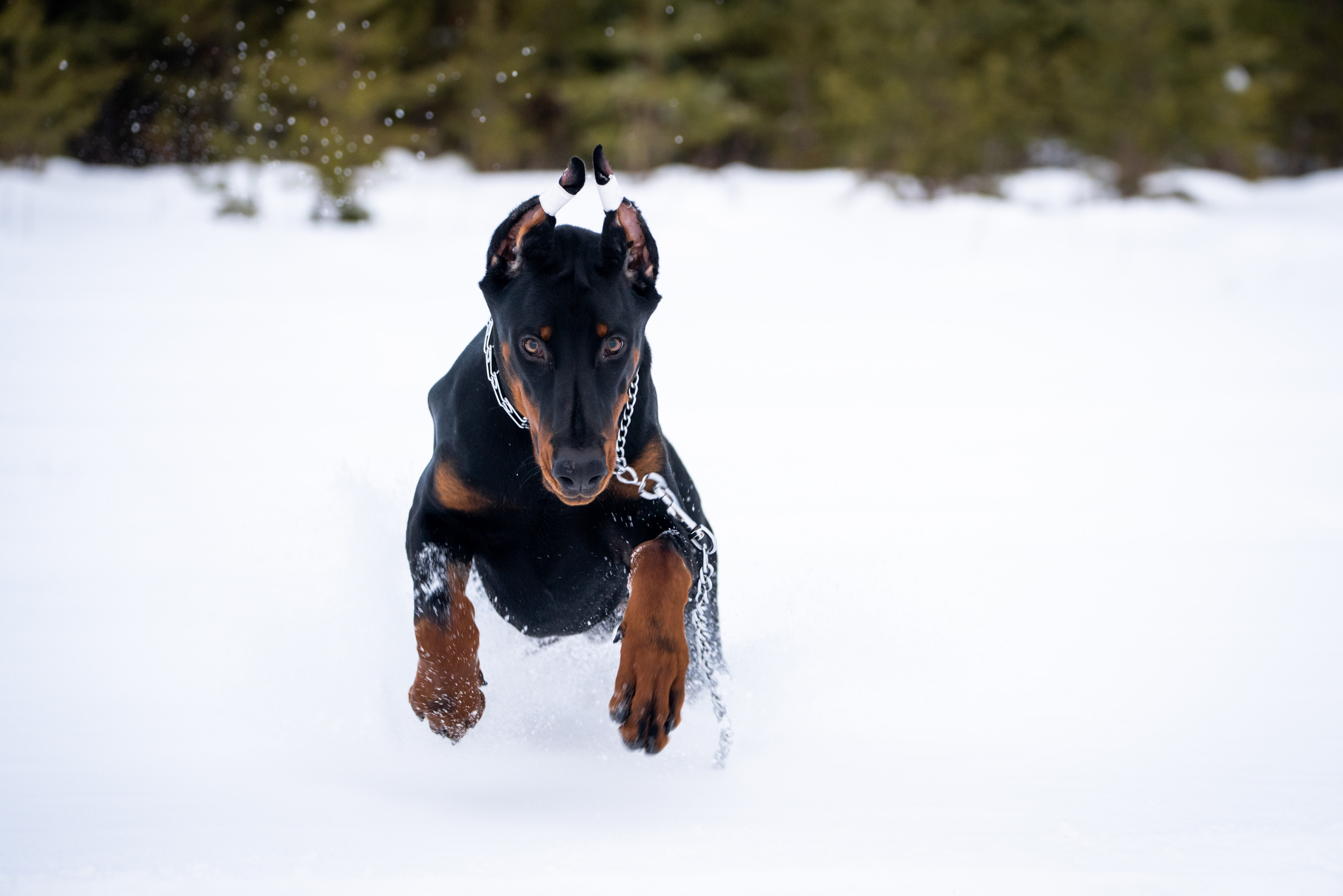 Каспер. Фотограф-анималист Анастасия Большакова