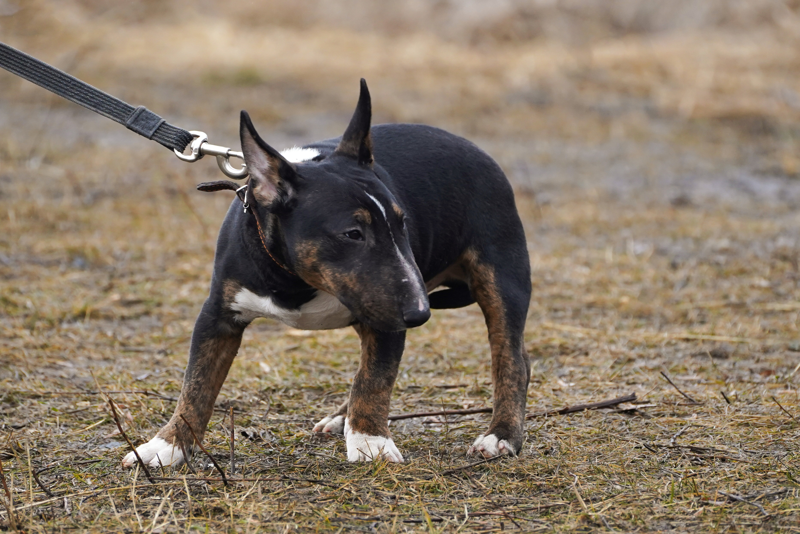 Клуб любителей собак «CANIS». Фотограф-анималист Анастасия Большакова