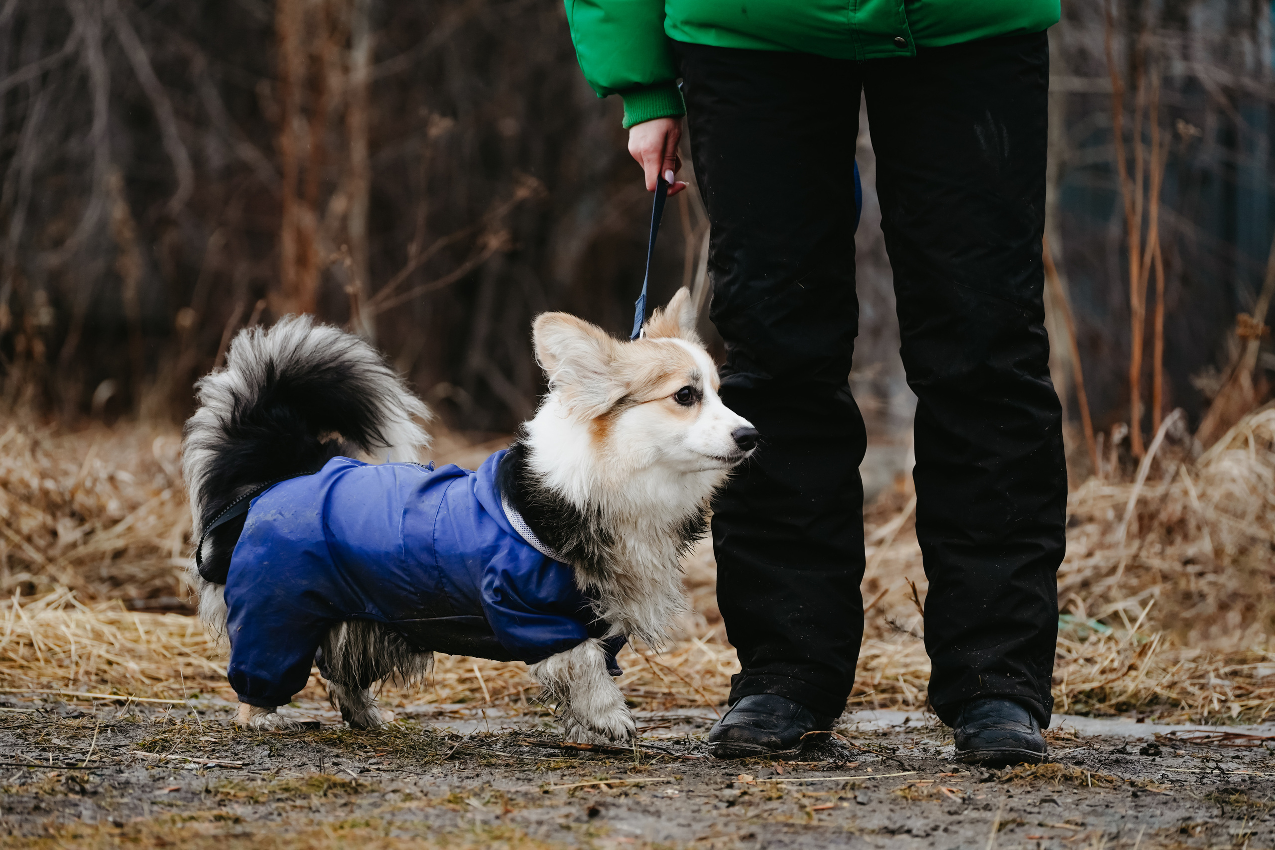 Клуб любителей собак «CANIS». Фотограф-анималист Анастасия Большакова