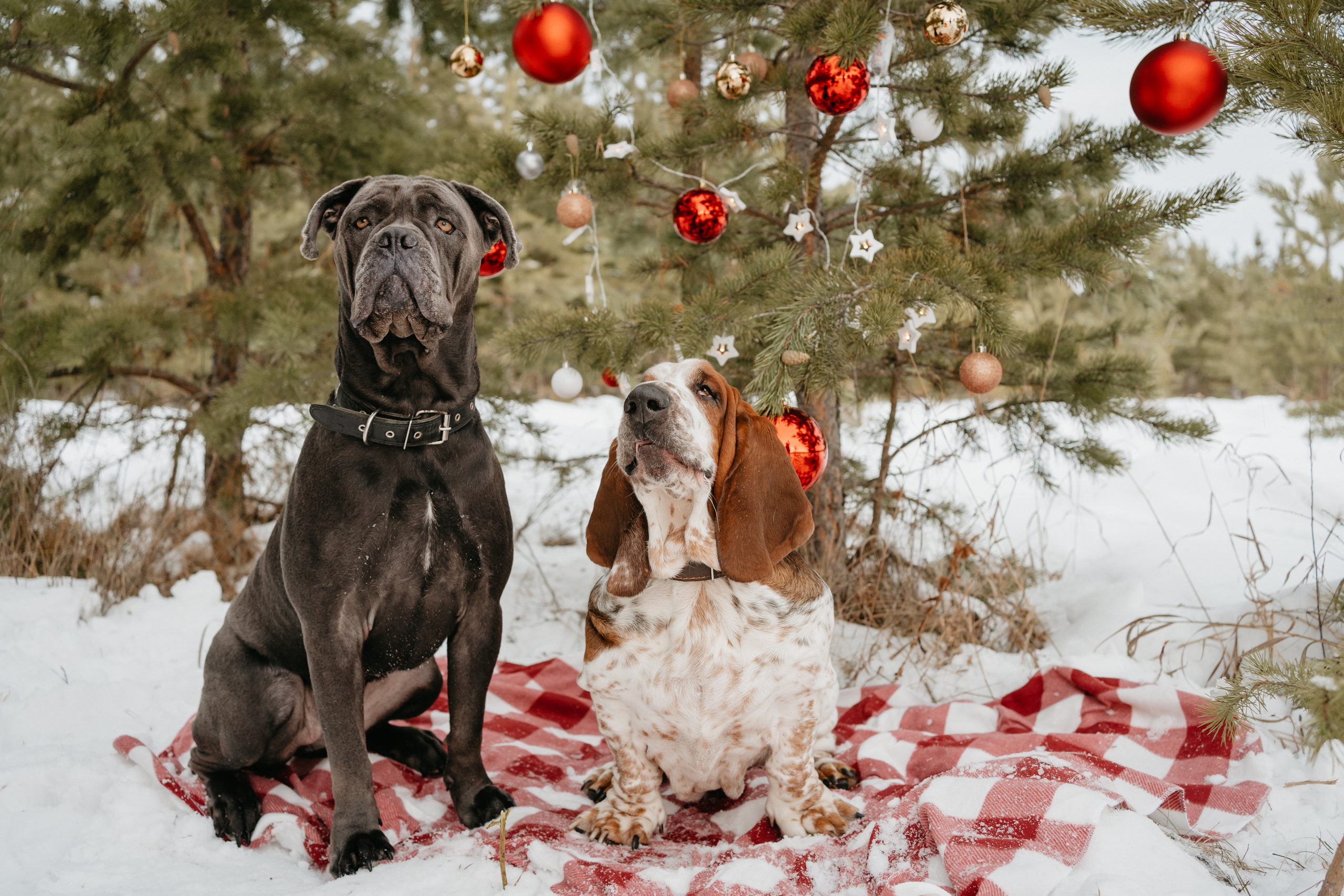 Ася и Батик. Фотограф-анималист Анастасия Большакова