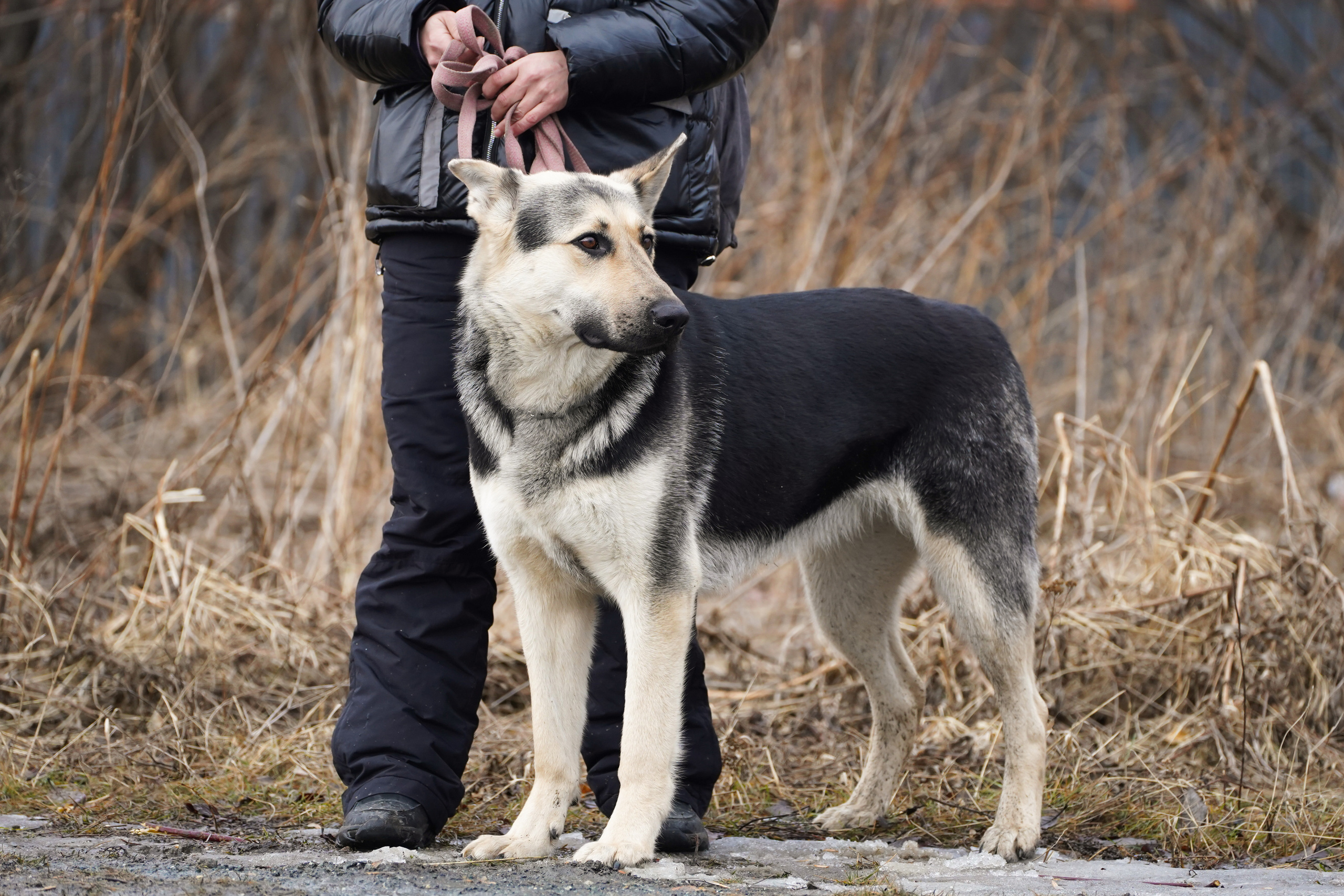 Клуб любителей собак «CANIS». Фотограф-анималист Анастасия Большакова