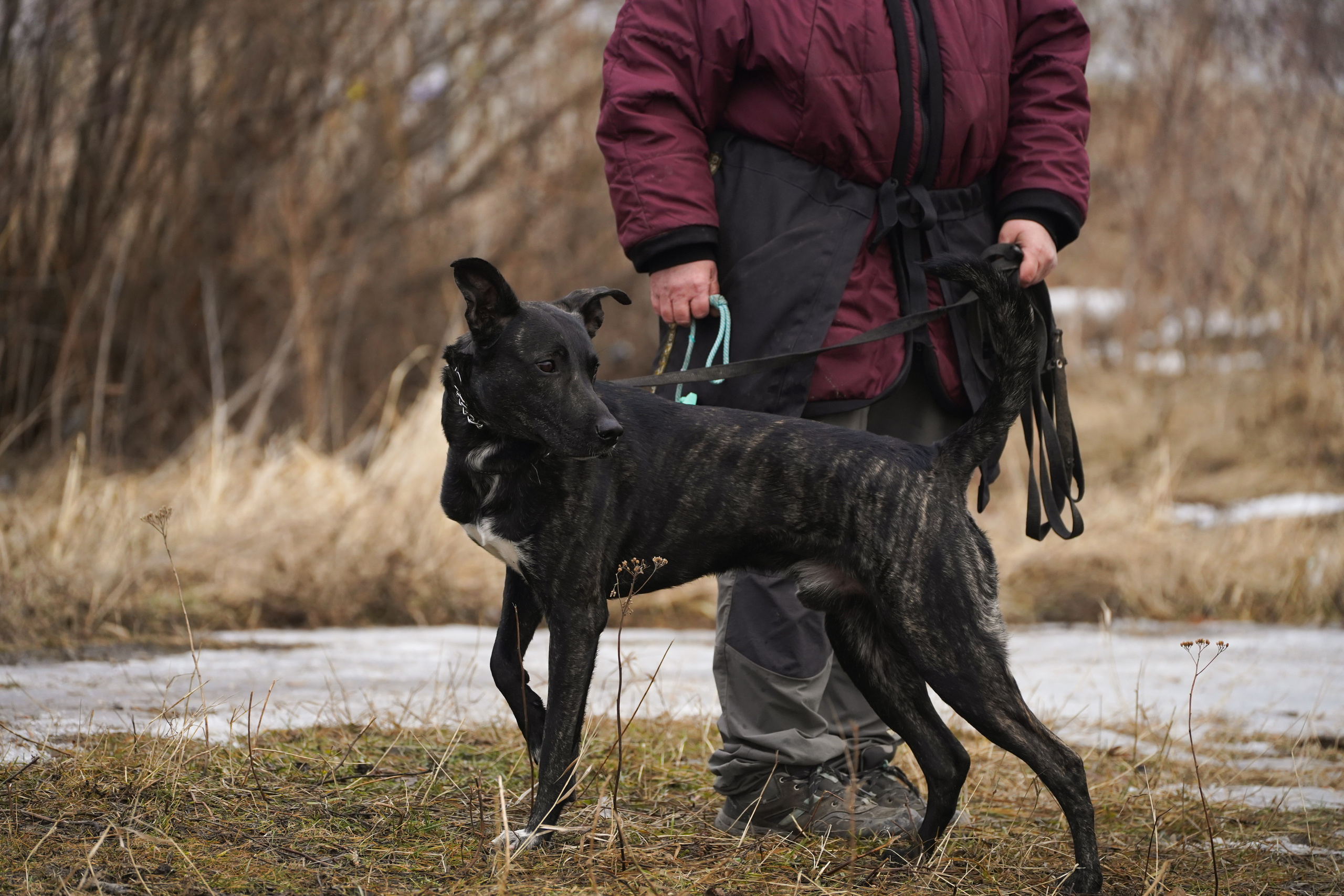 Клуб любителей собак «CANIS». Фотограф-анималист Анастасия Большакова