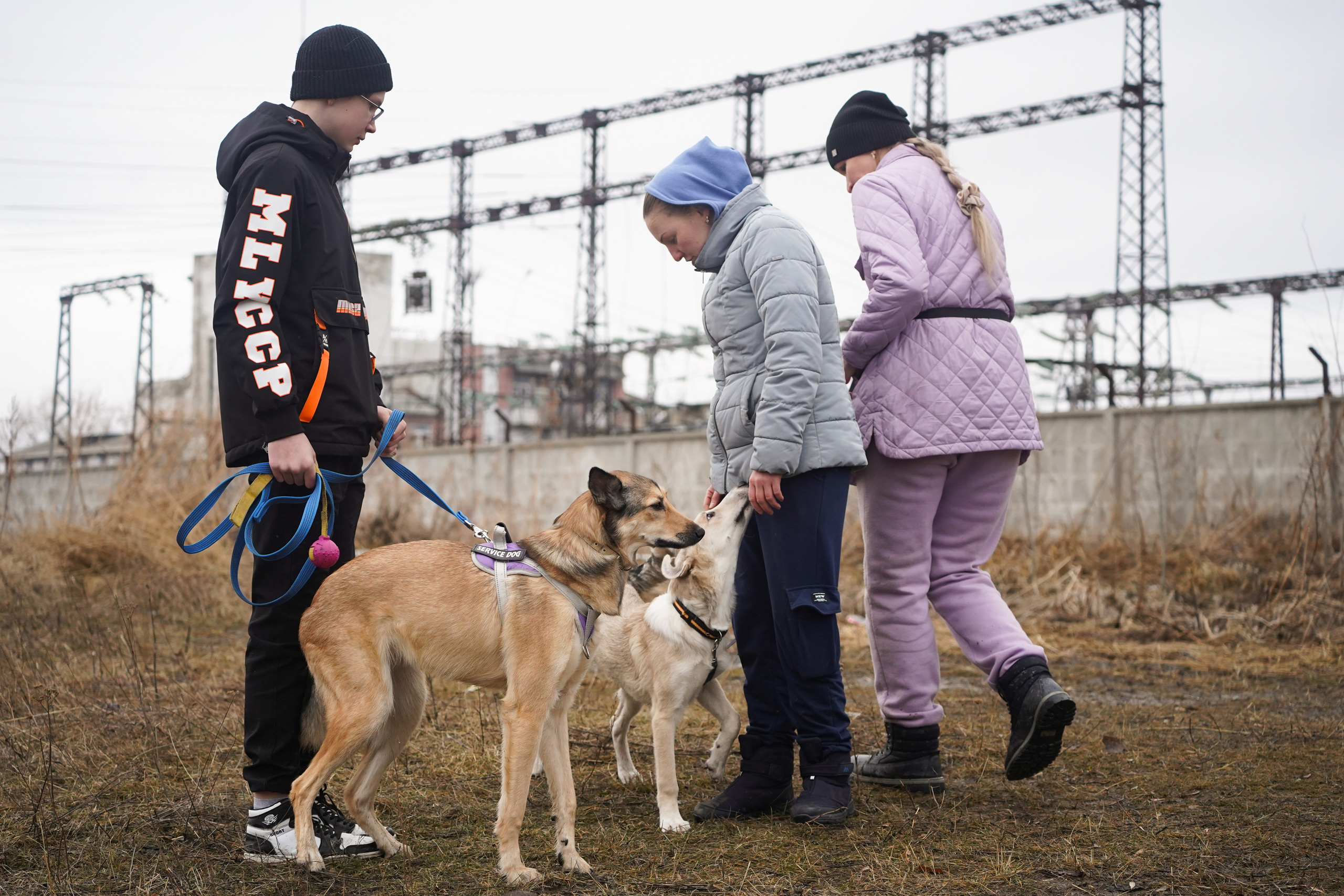 Клуб любителей собак «CANIS». Фотограф-анималист Анастасия Большакова
