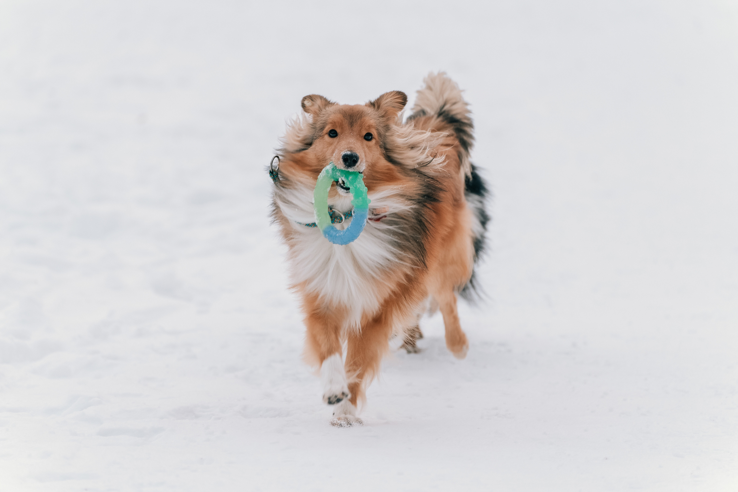 Локки и Руни. Фотограф-анималист Анастасия Большакова