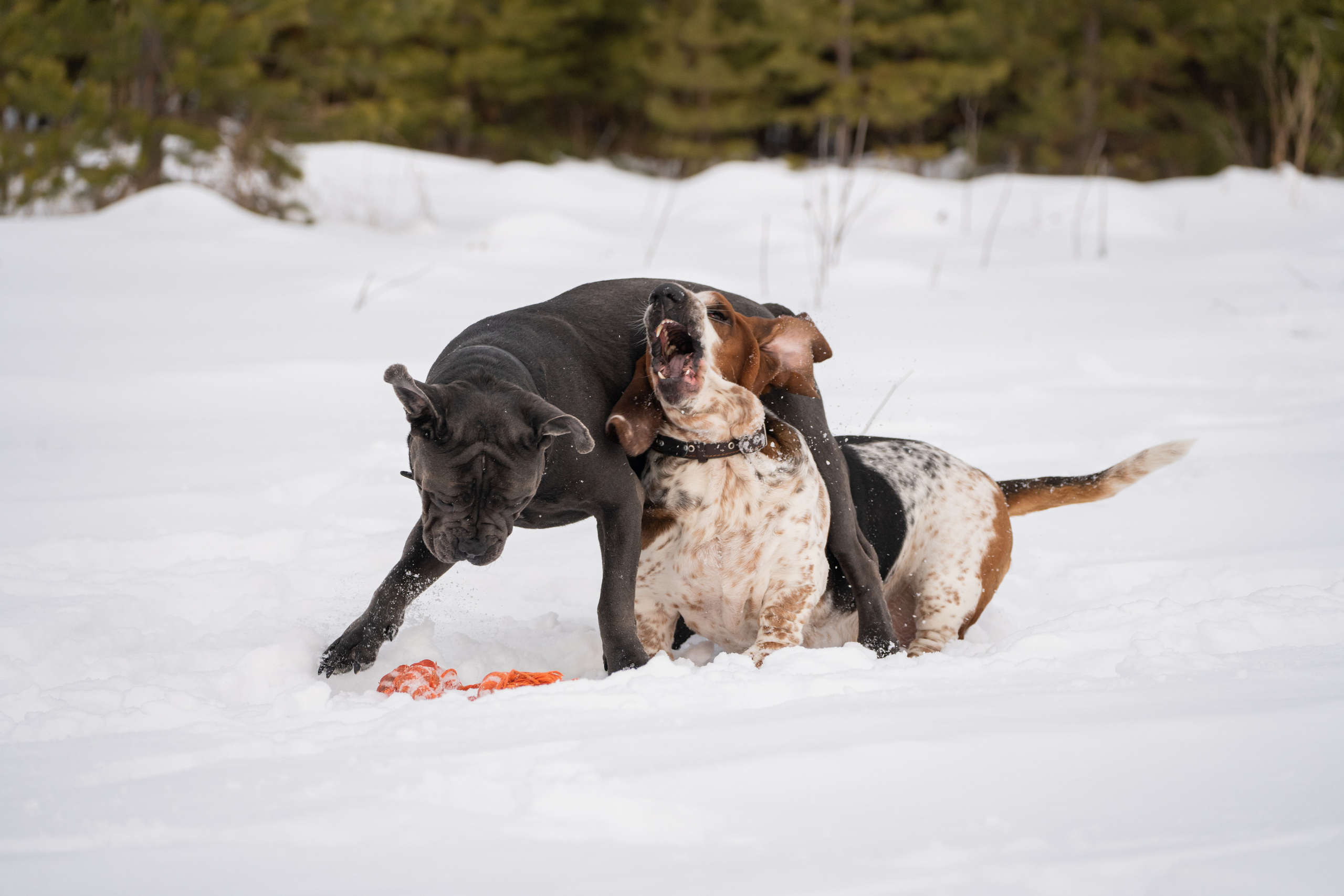 Ася и Батик. Фотограф-анималист Анастасия Большакова