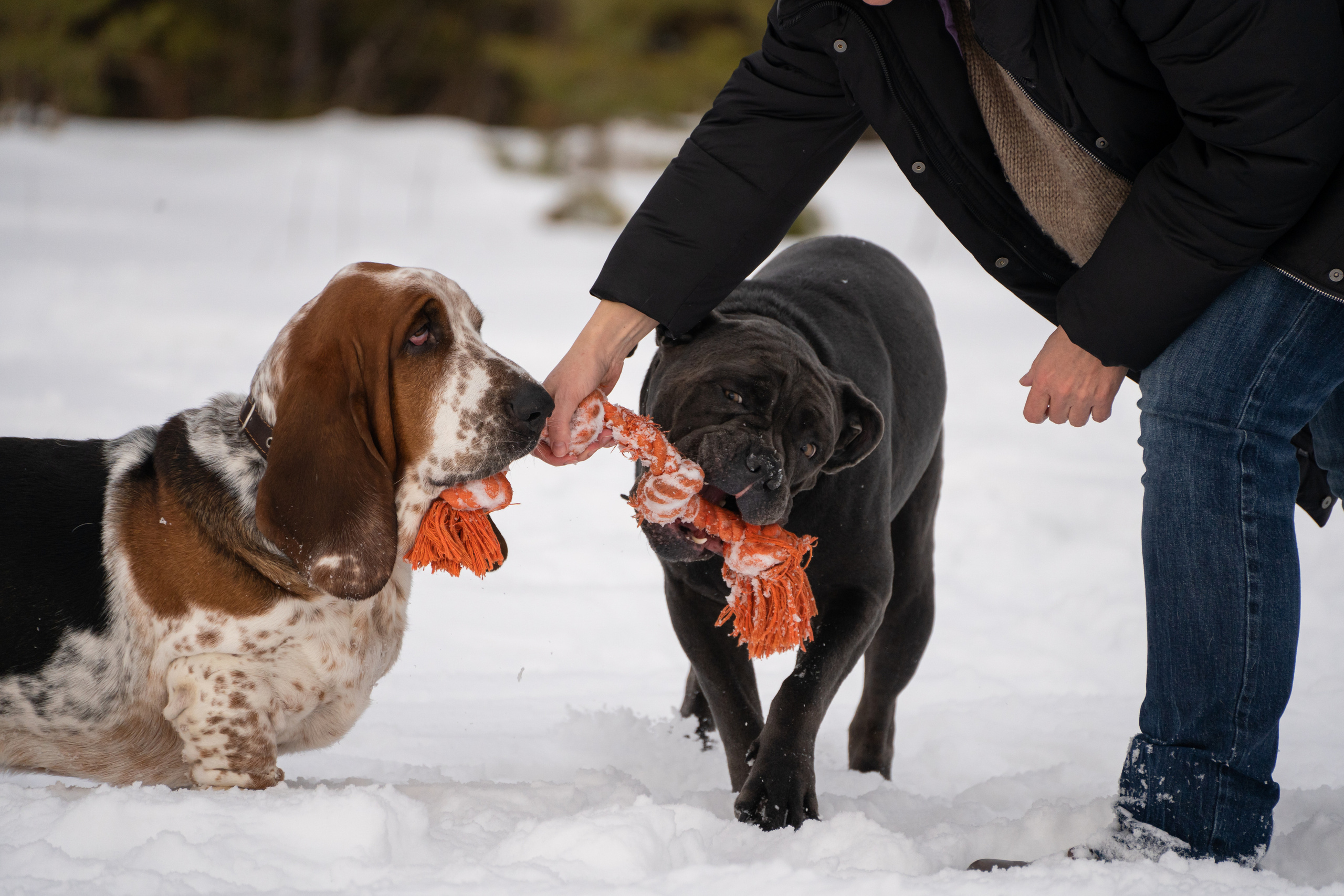 Ася и Батик. Фотограф-анималист Анастасия Большакова