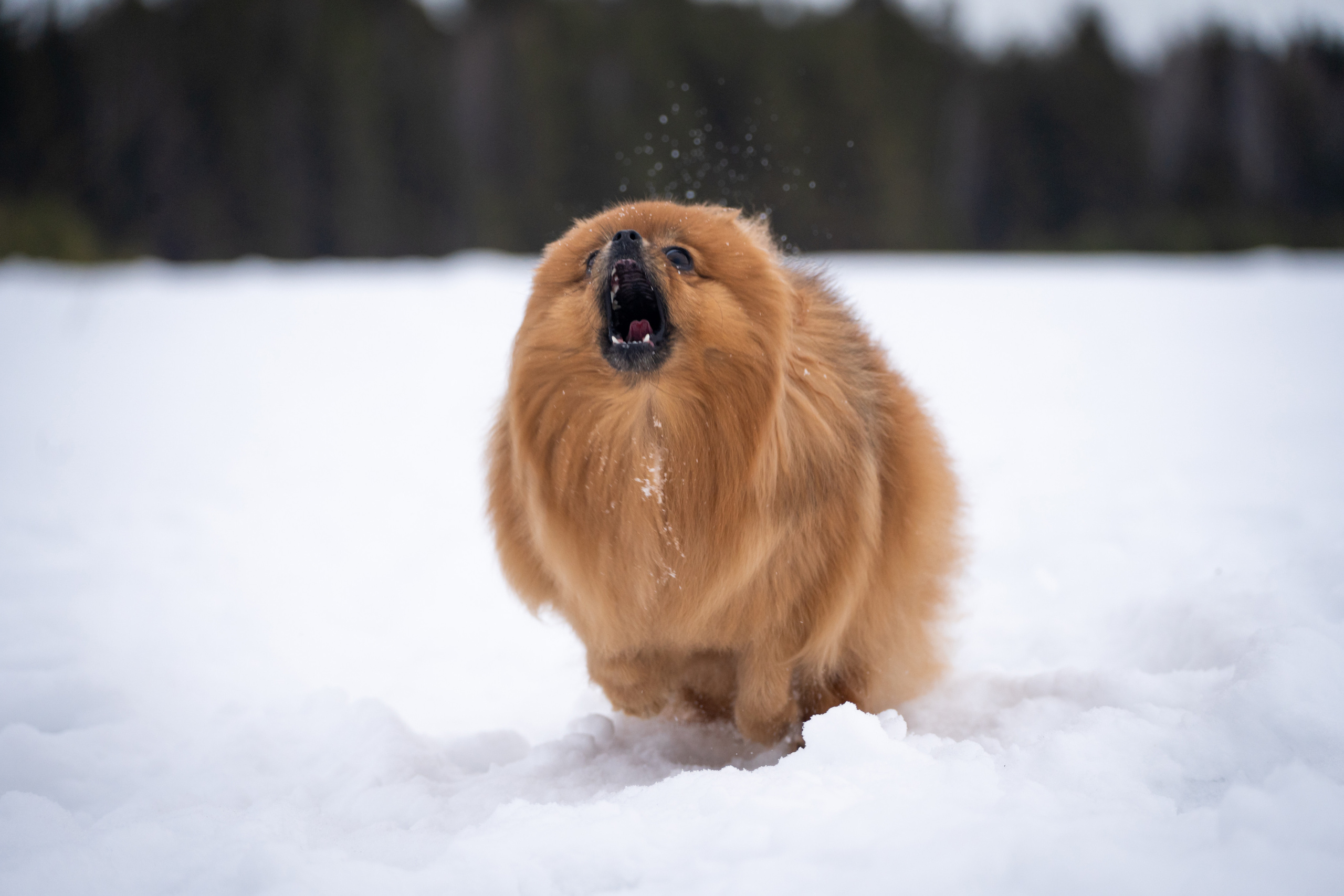 Кесси и Нола. Фотограф-анималист Анастасия Большакова