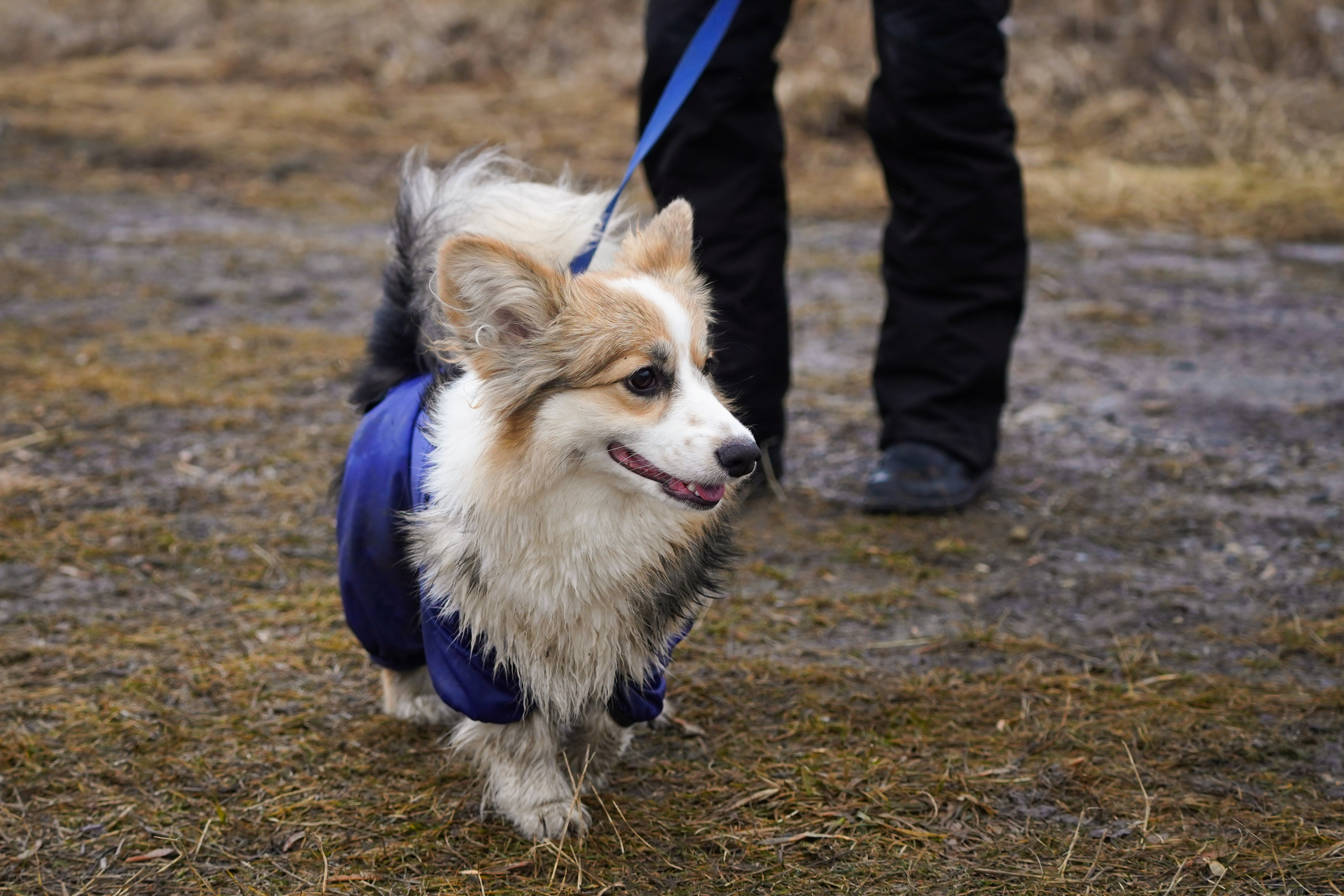Клуб любителей собак «CANIS». Фотограф-анималист Анастасия Большакова