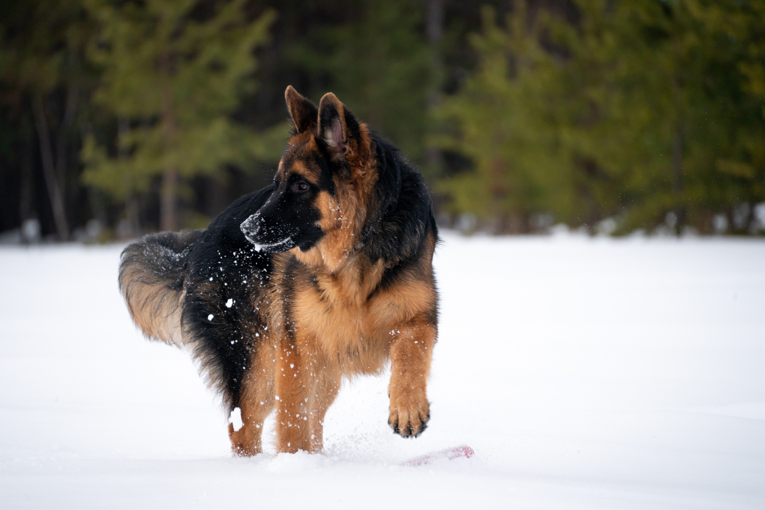 Байкал. Фотограф-анималист Анастасия Большакова