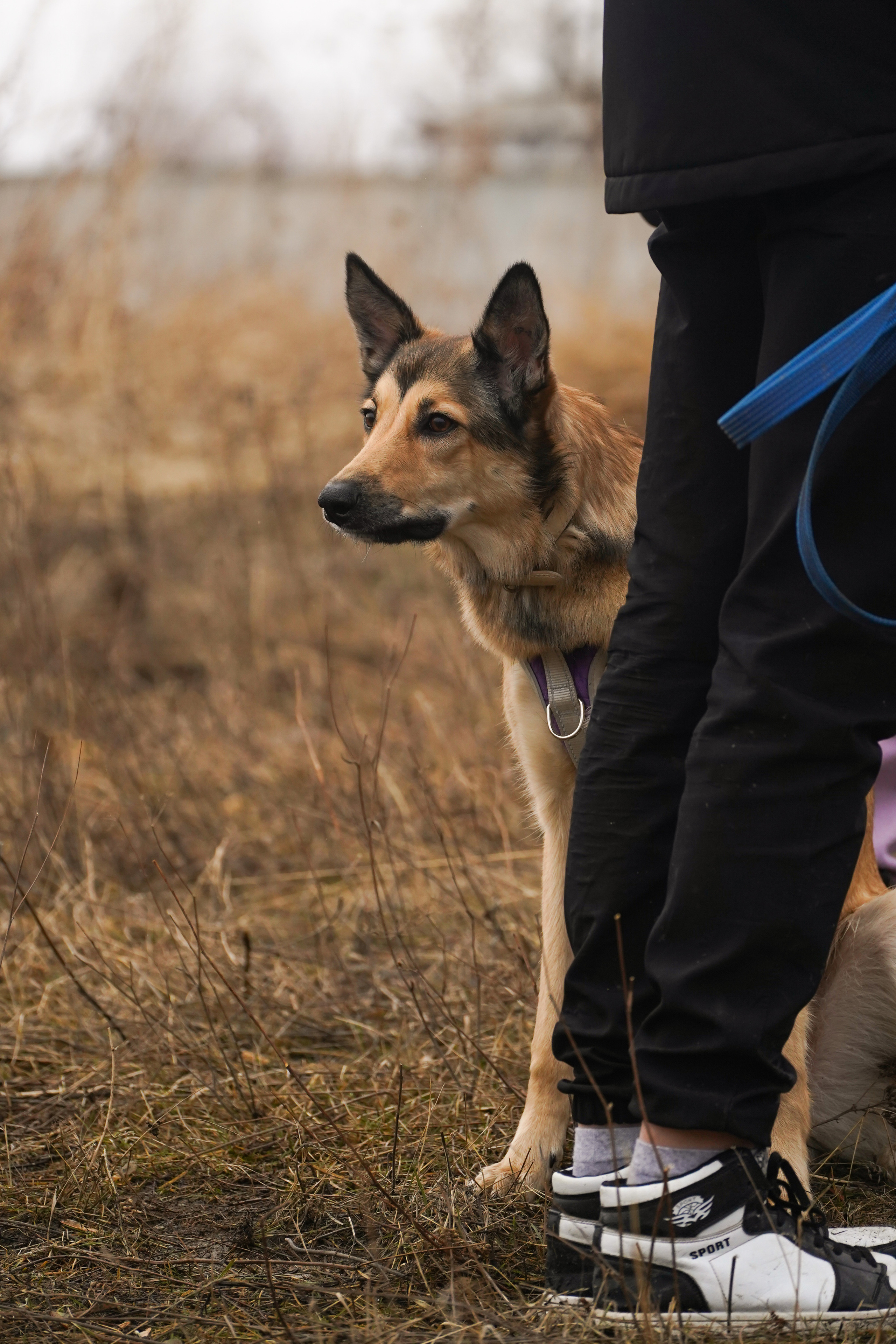 Клуб любителей собак «CANIS». Фотограф-анималист Анастасия Большакова