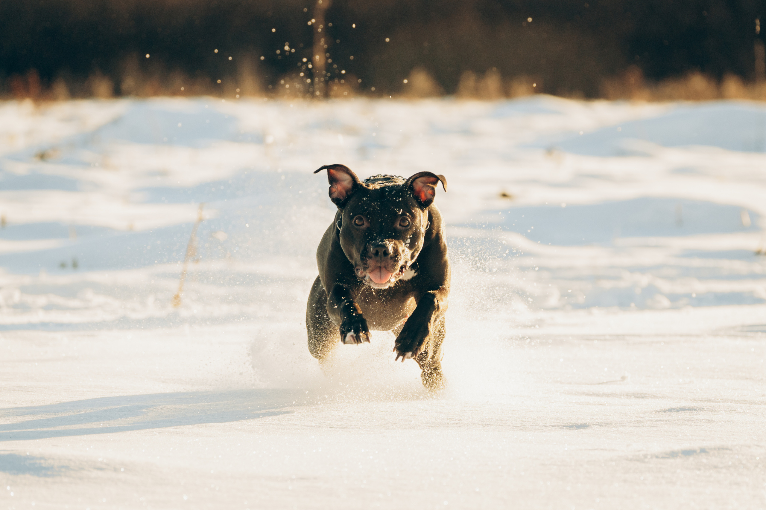 Мэгги. Фотограф-анималист Анастасия Большакова
