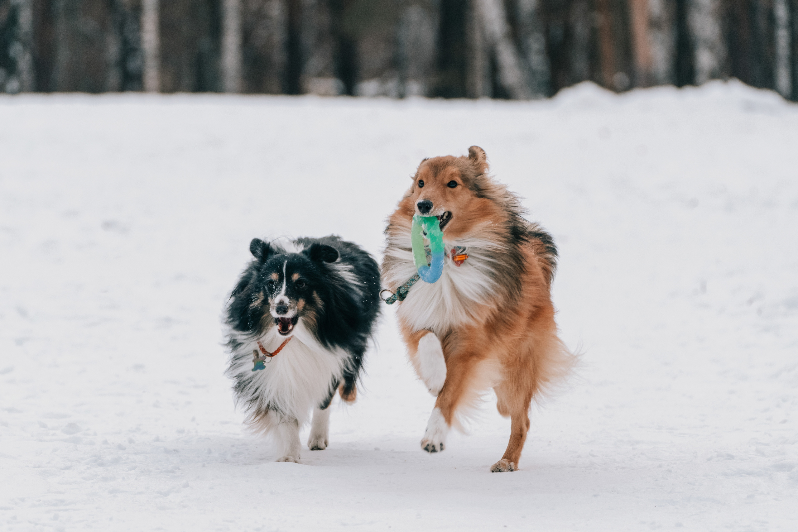 Локки и Руни. Фотограф-анималист Анастасия Большакова