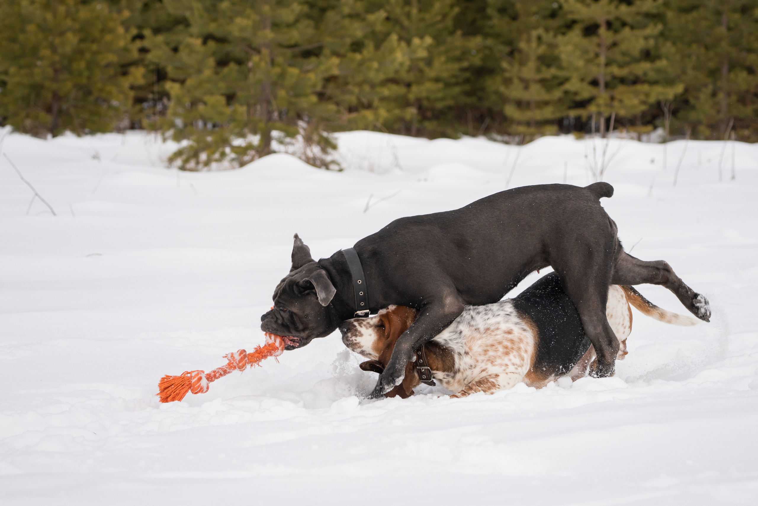 Ася и Батик. Фотограф-анималист Анастасия Большакова