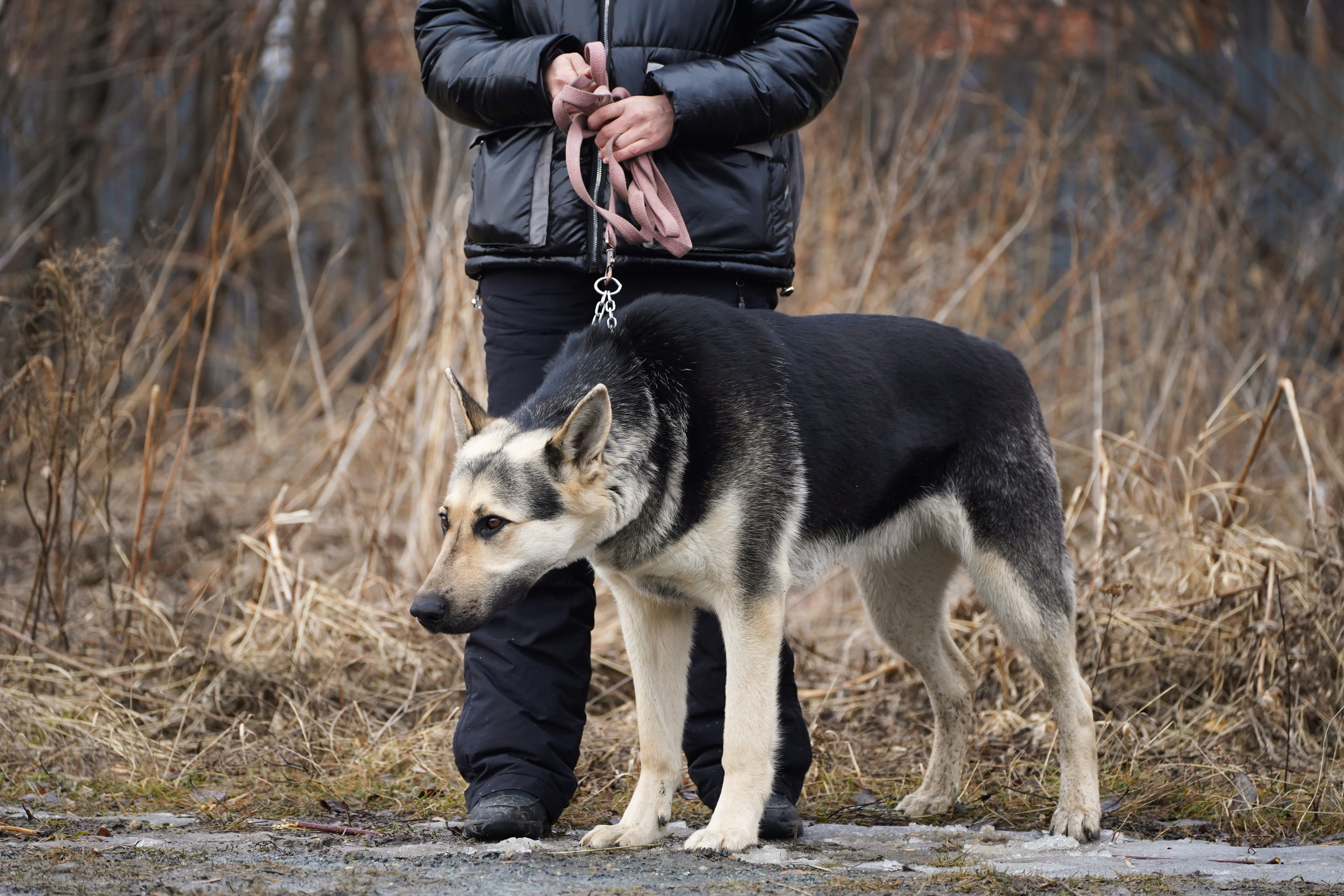 Клуб любителей собак «CANIS». Фотограф-анималист Анастасия Большакова