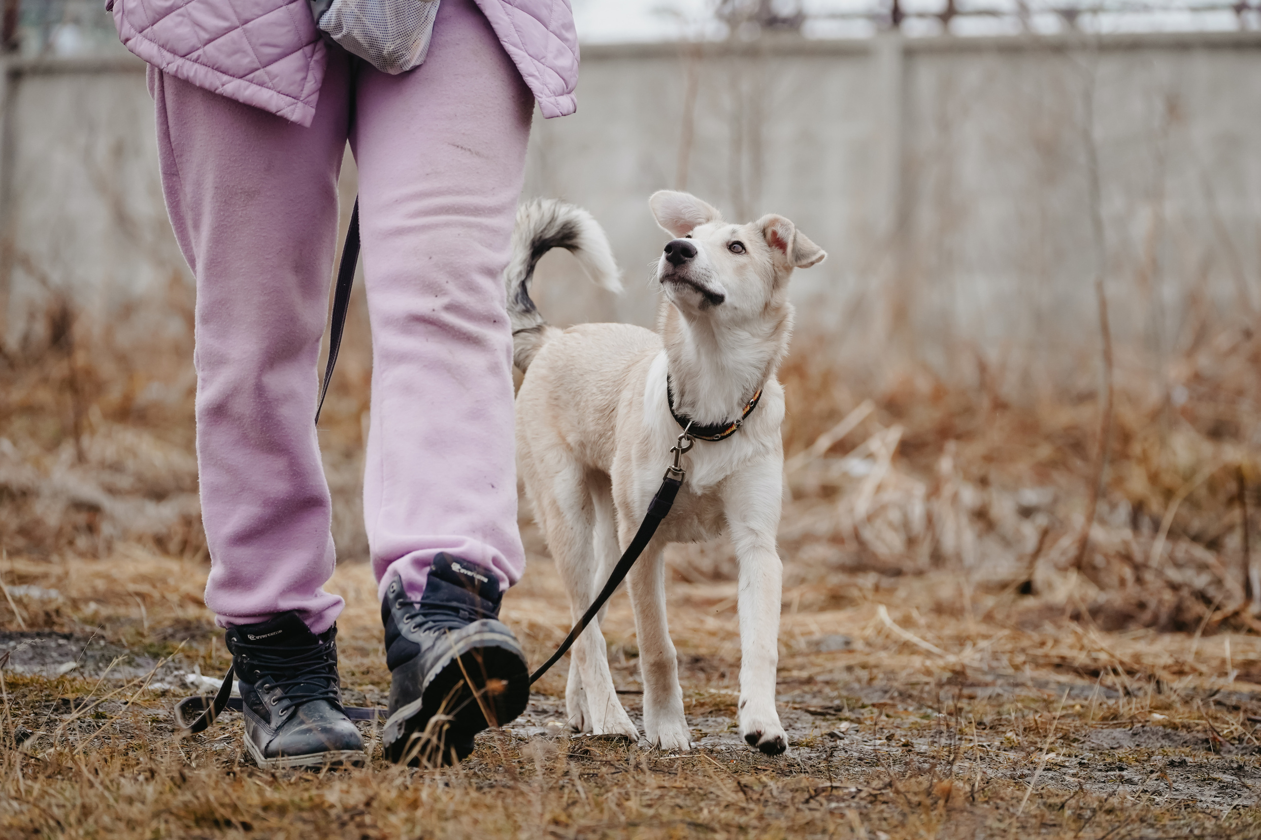 Клуб любителей собак «CANIS». Фотограф-анималист Анастасия Большакова