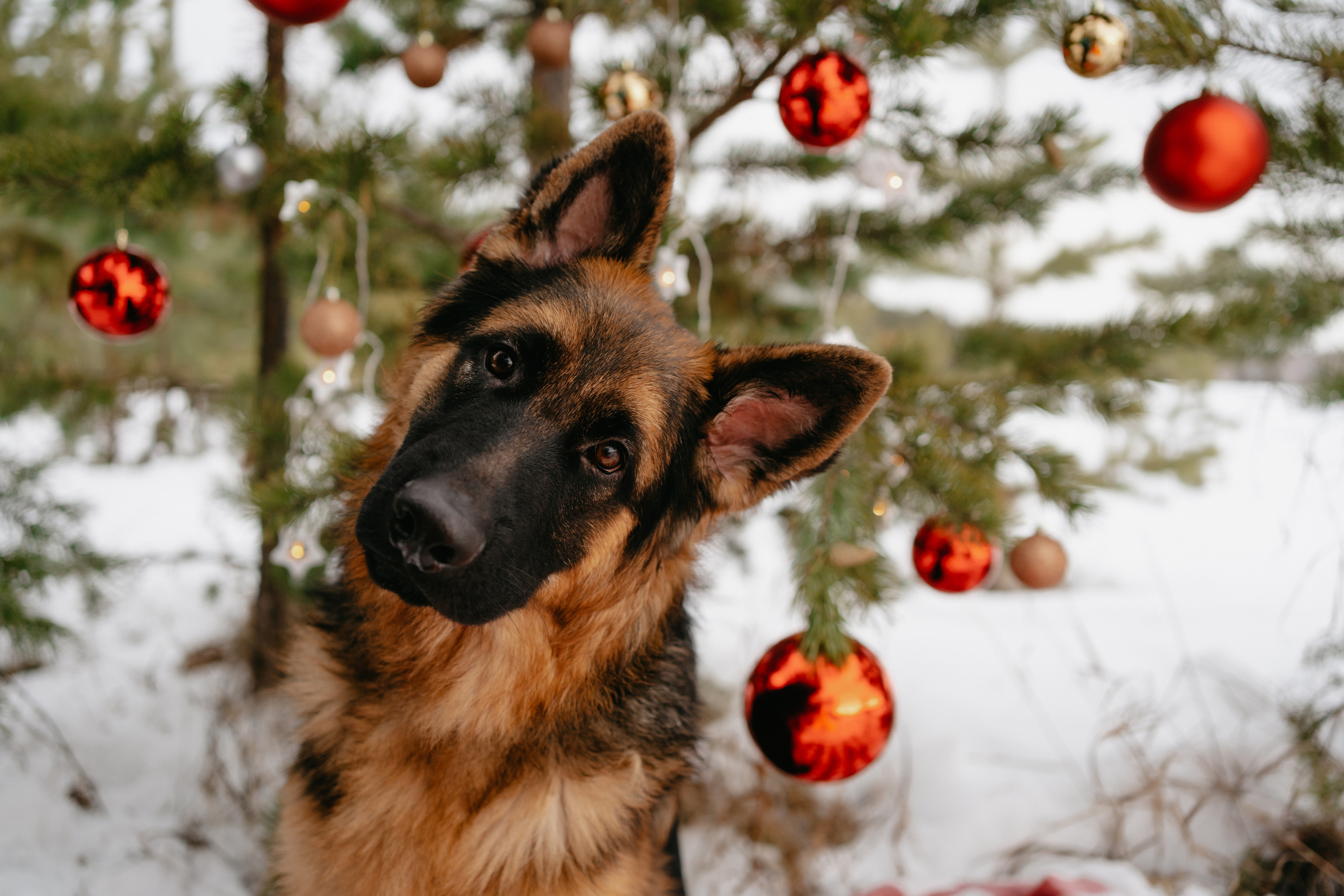 Байкал. Фотограф-анималист Анастасия Большакова