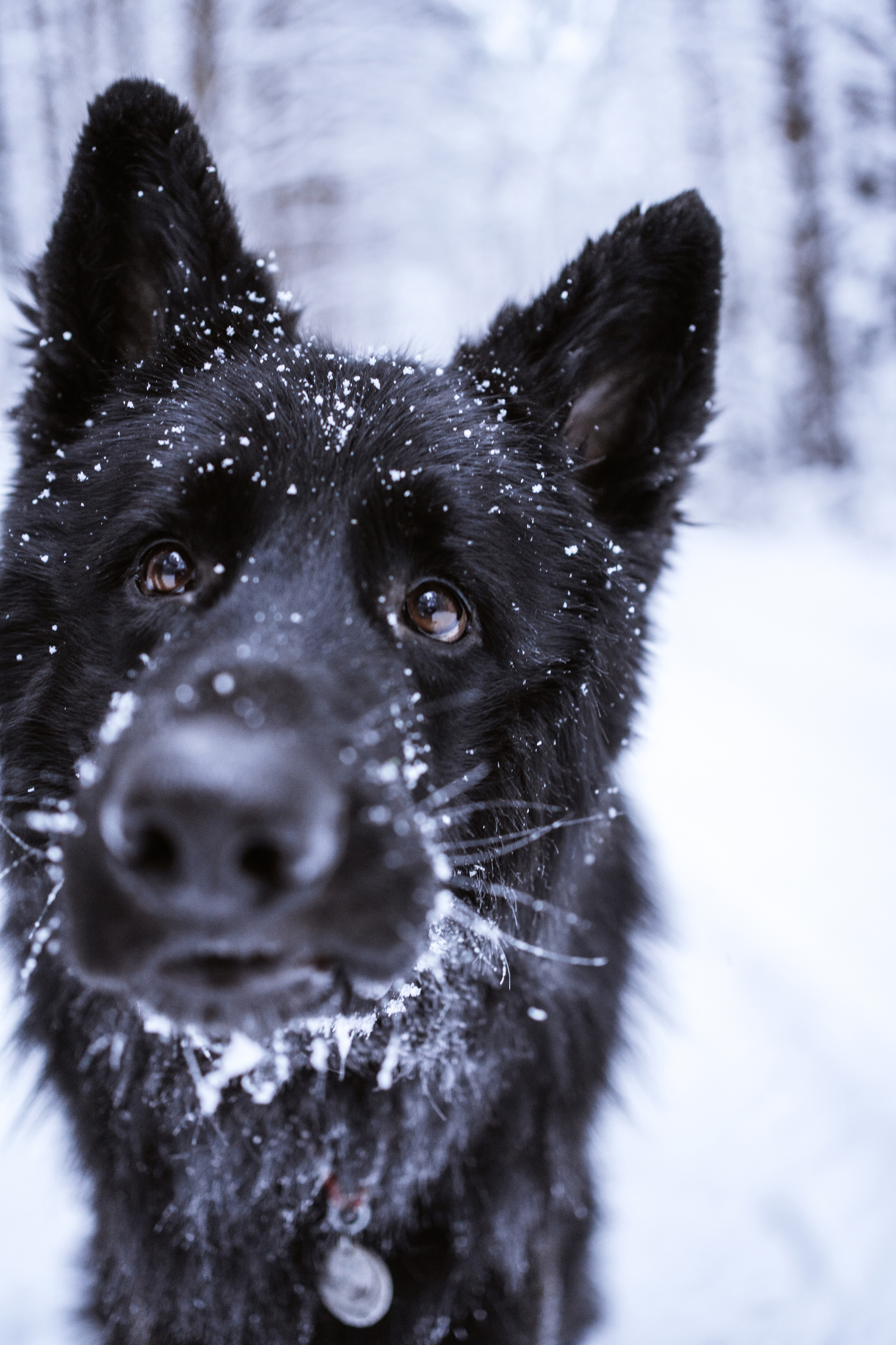 Кай. Фотограф-анималист Анастасия Большакова