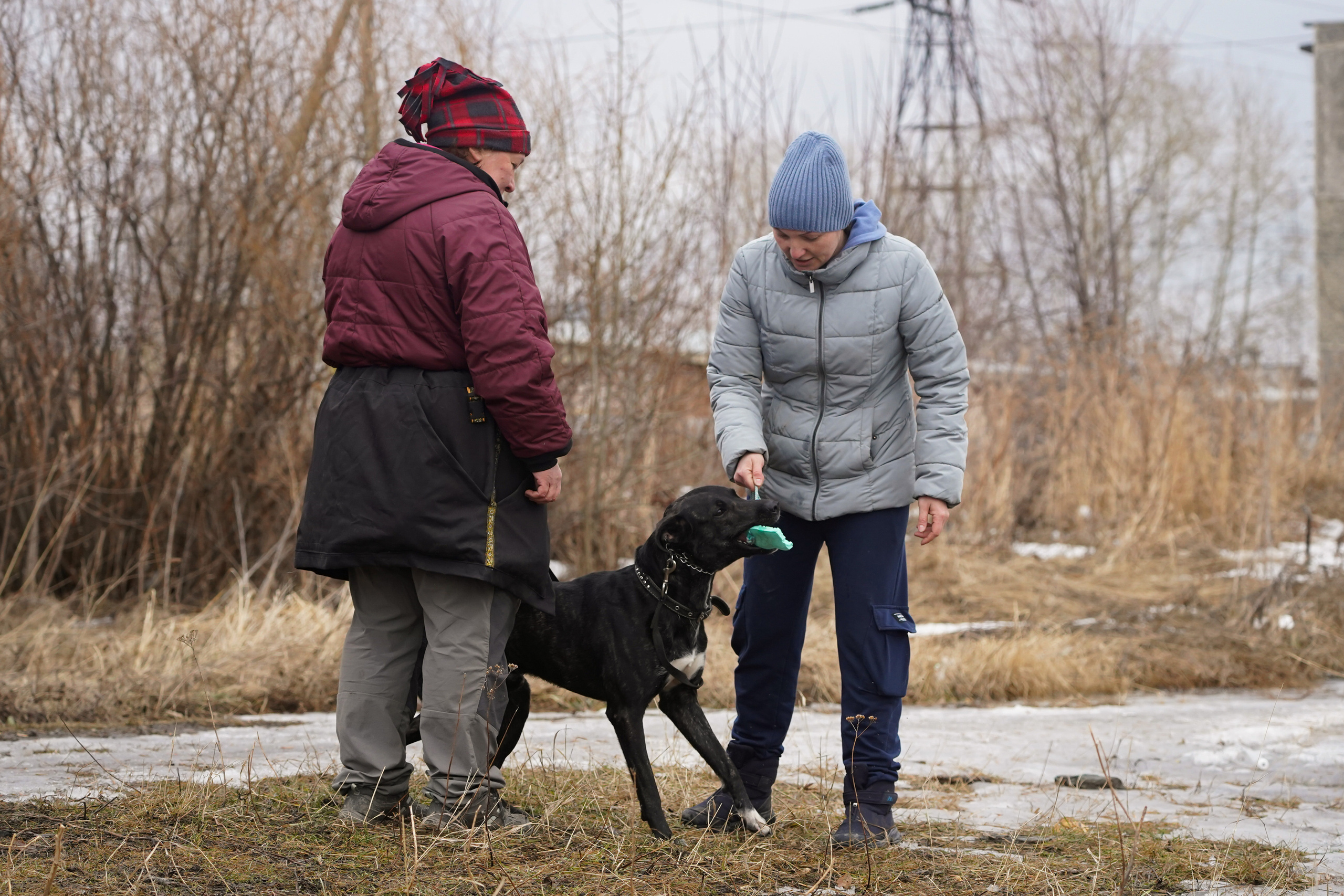 Клуб любителей собак «CANIS». Фотограф-анималист Анастасия Большакова