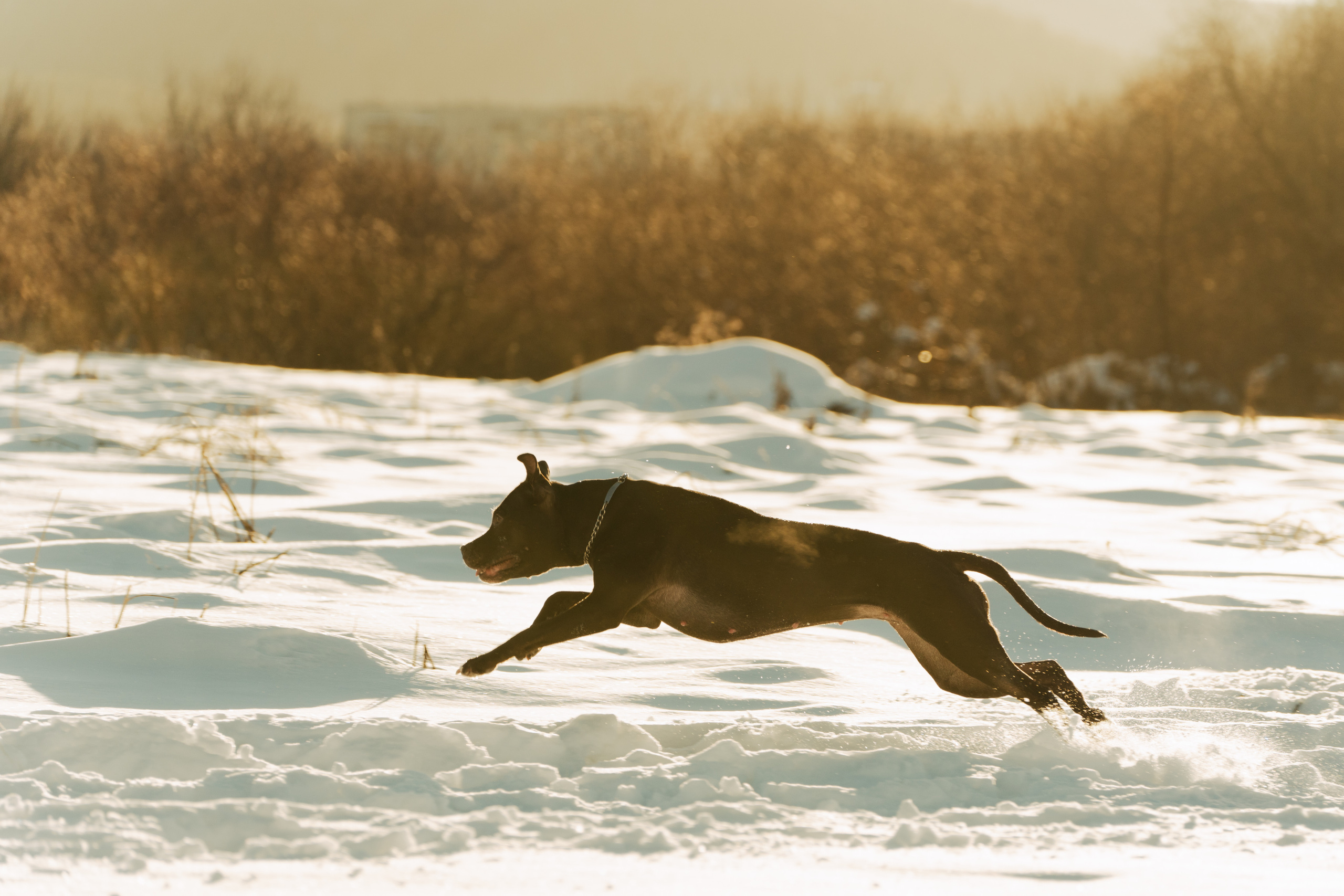 Мэгги. Фотограф-анималист Анастасия Большакова