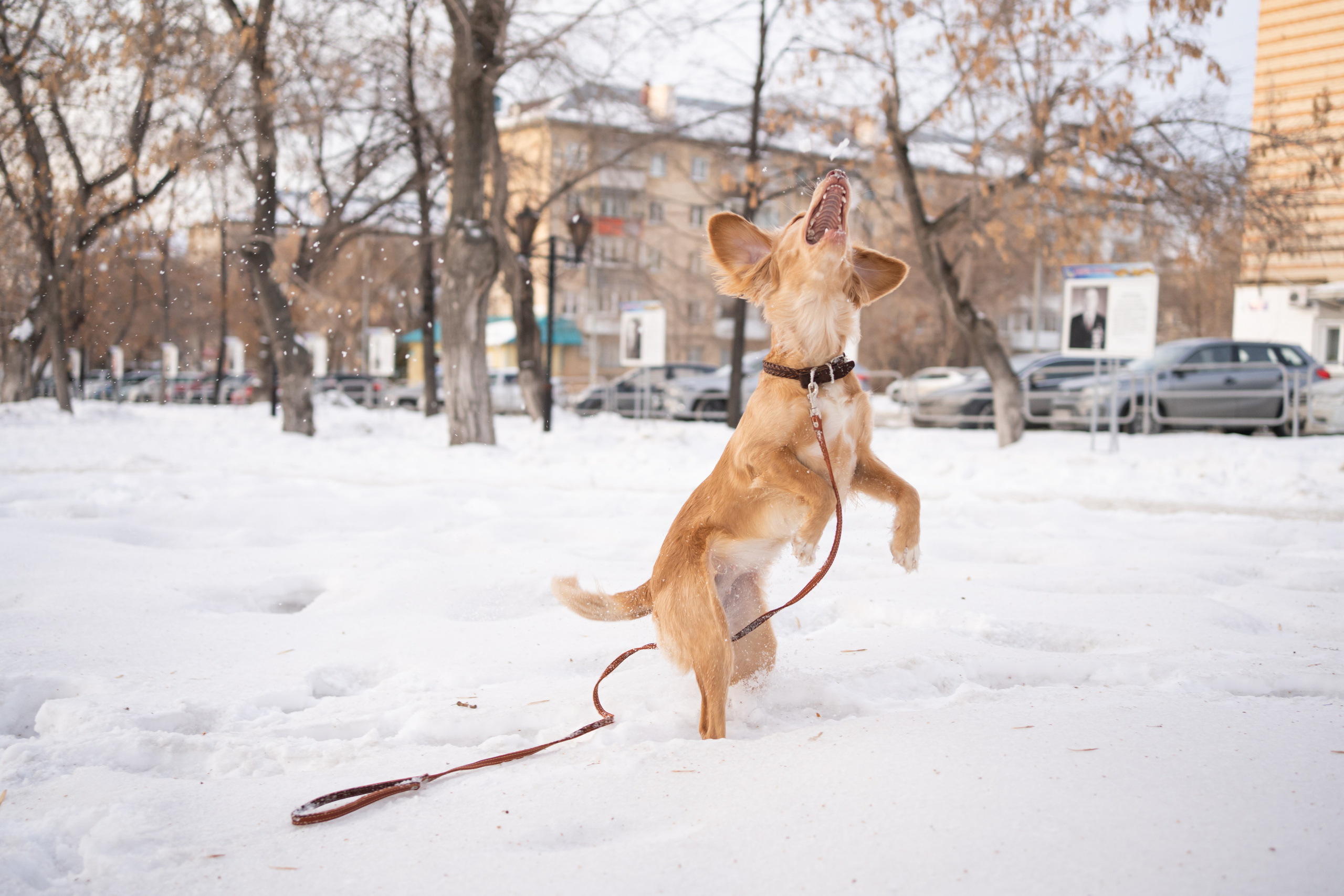 Джесси. Фотограф-анималист Анастасия Большакова
