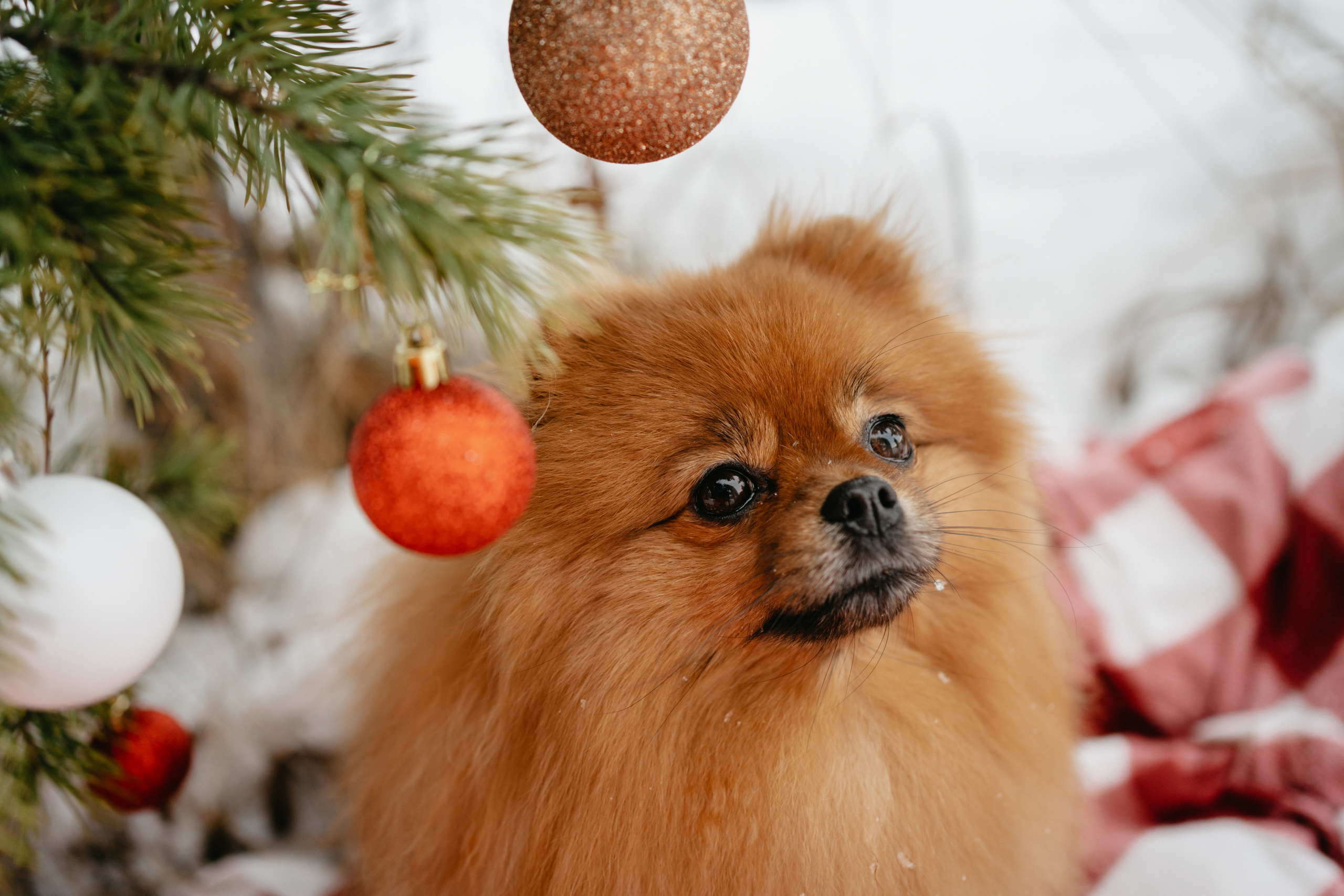 Кесси и Нола. Фотограф-анималист Анастасия Большакова