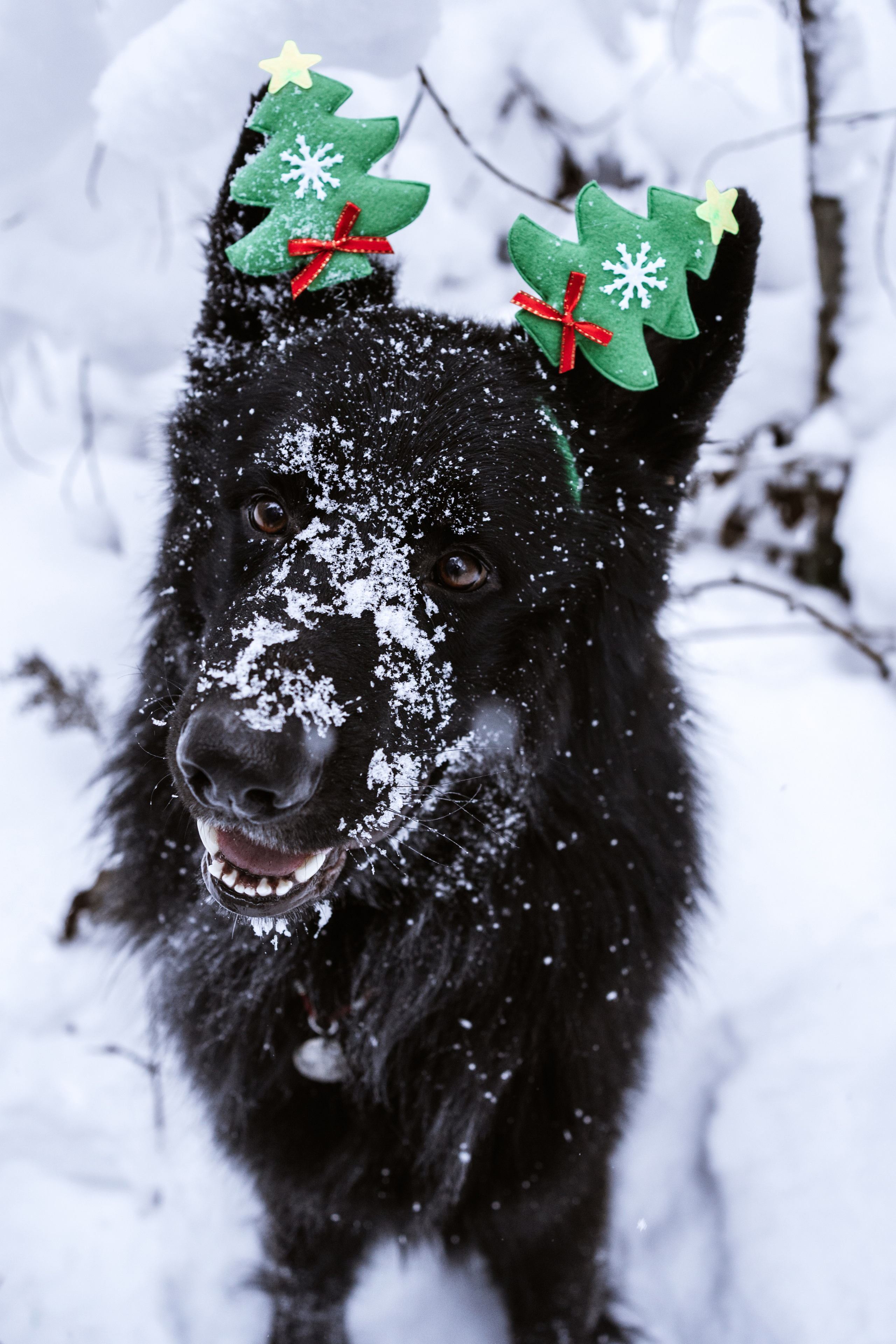 Кай. Фотограф-анималист Анастасия Большакова