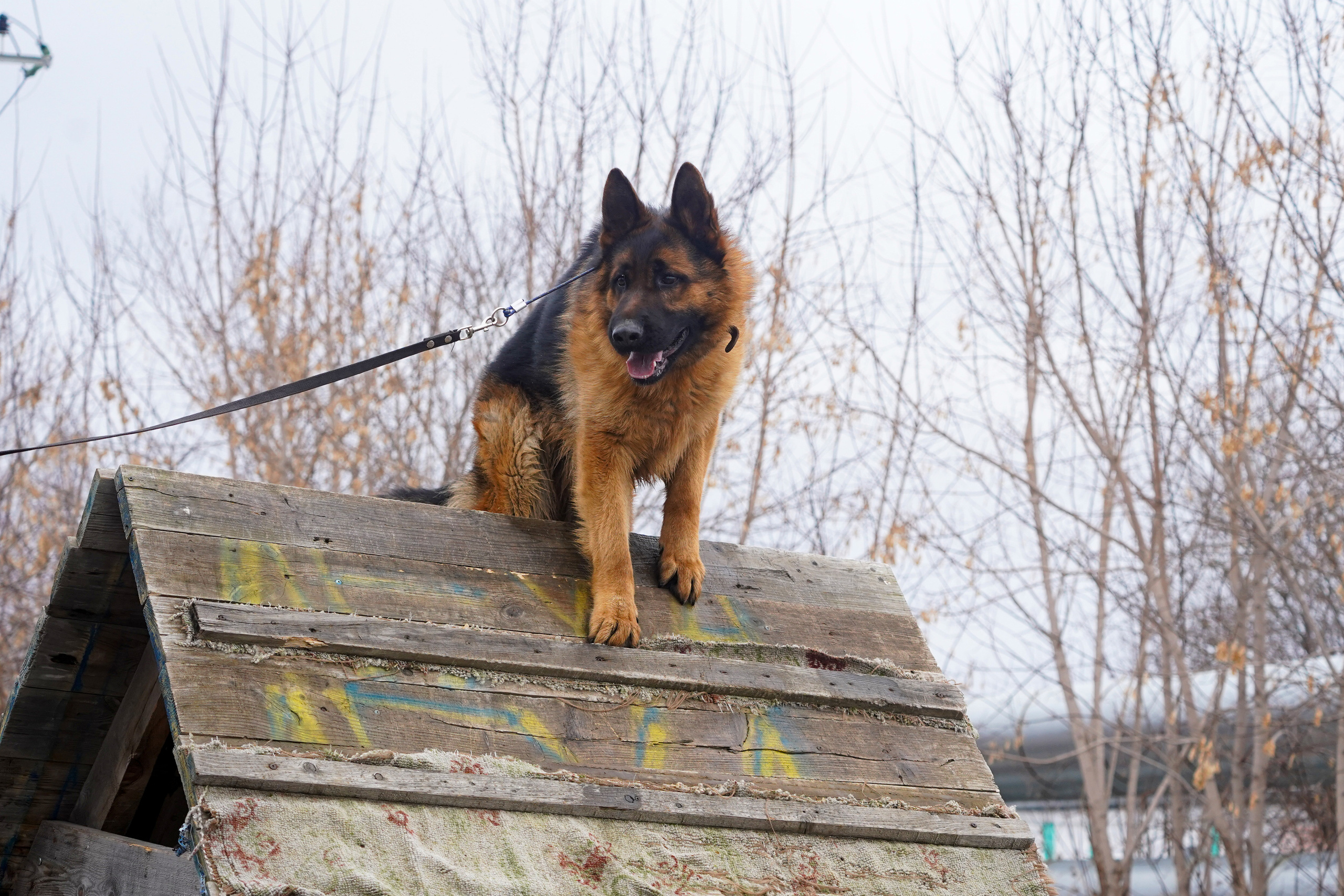 Клуб любителей собак «CANIS». Фотограф-анималист Анастасия Большакова