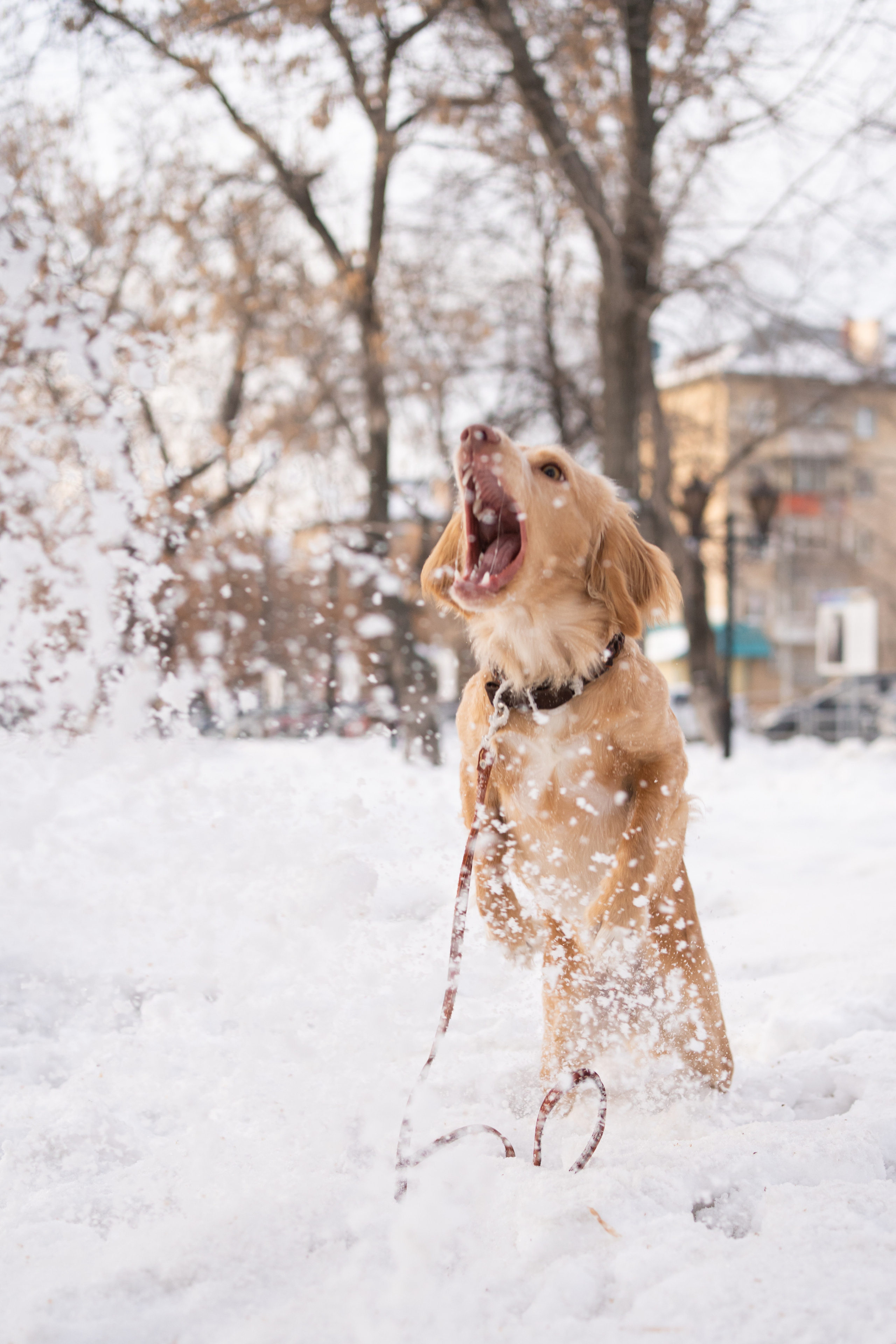 Джесси. Фотограф-анималист Анастасия Большакова
