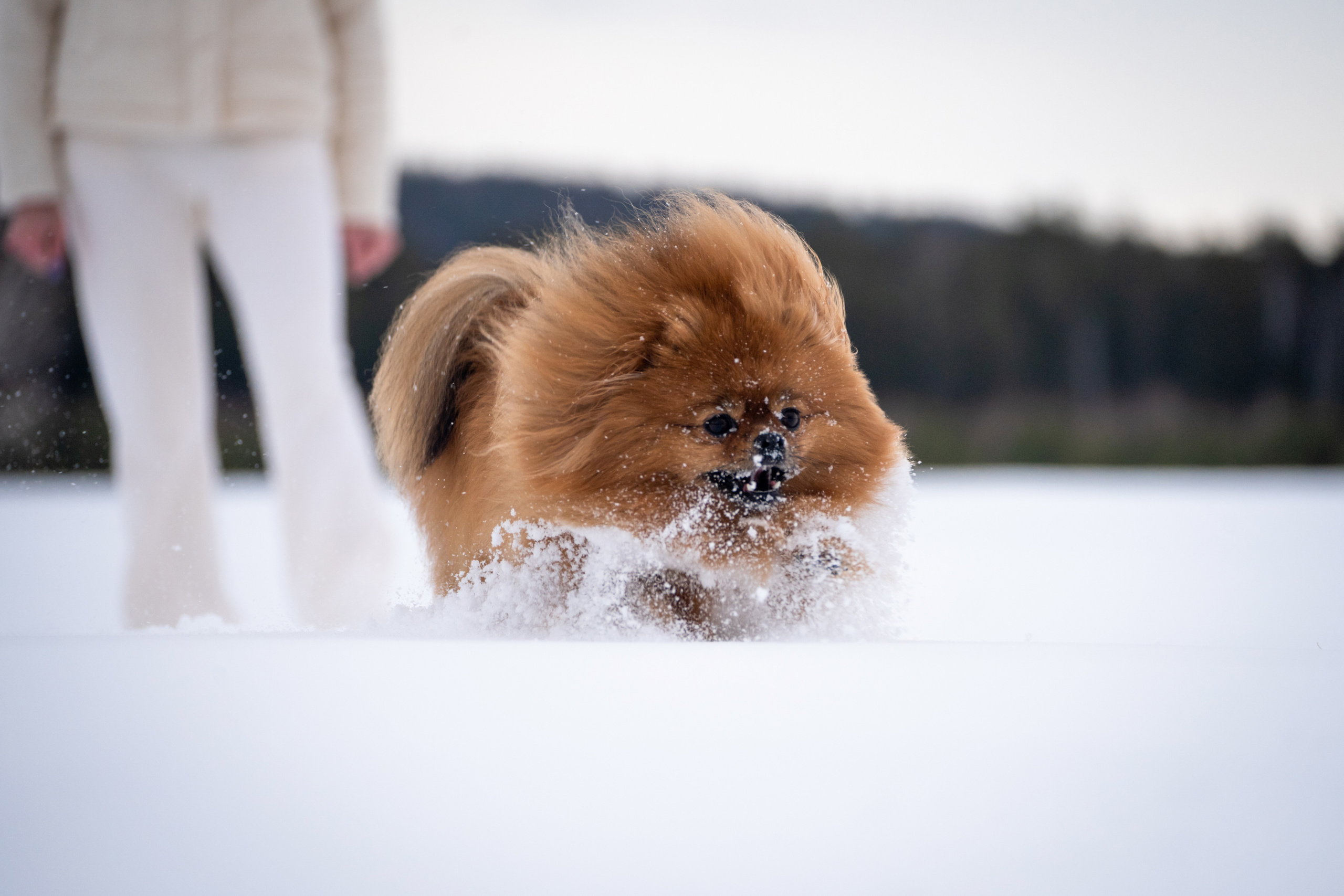 Кесси и Нола. Фотограф-анималист Анастасия Большакова