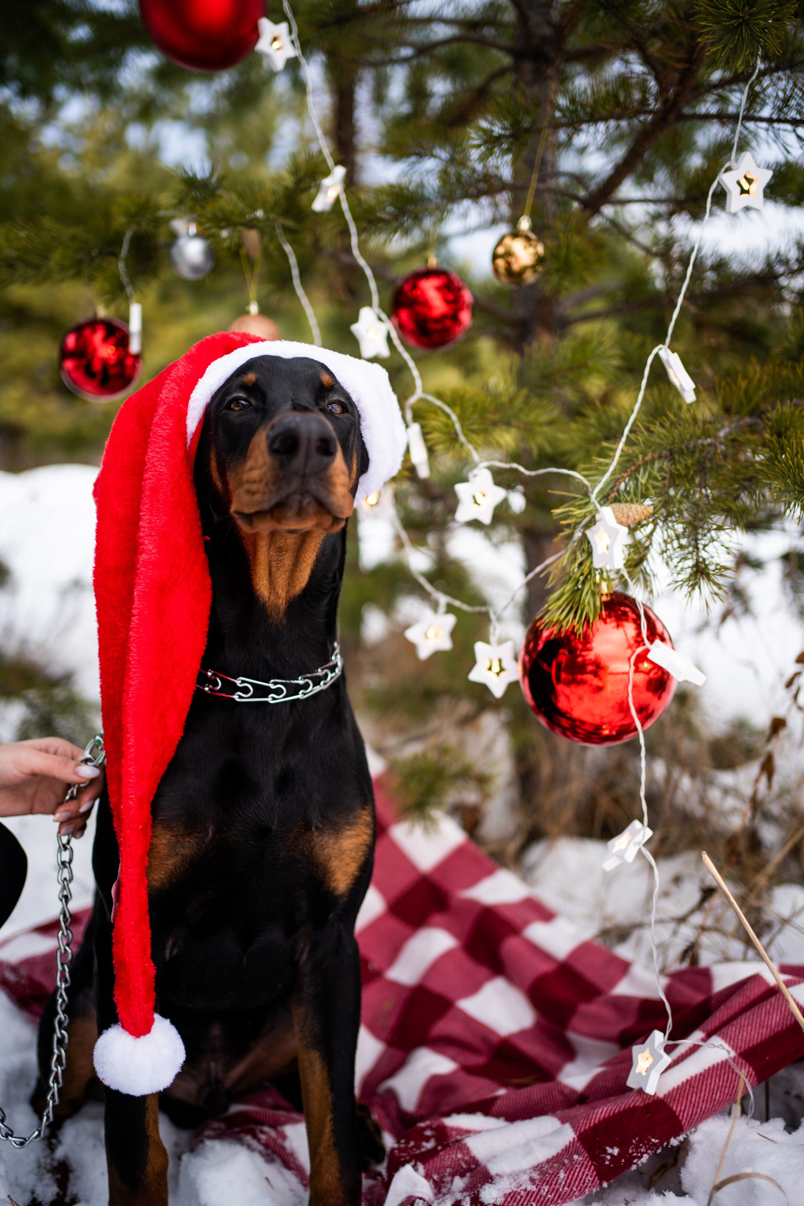 Каспер. Фотограф-анималист Анастасия Большакова