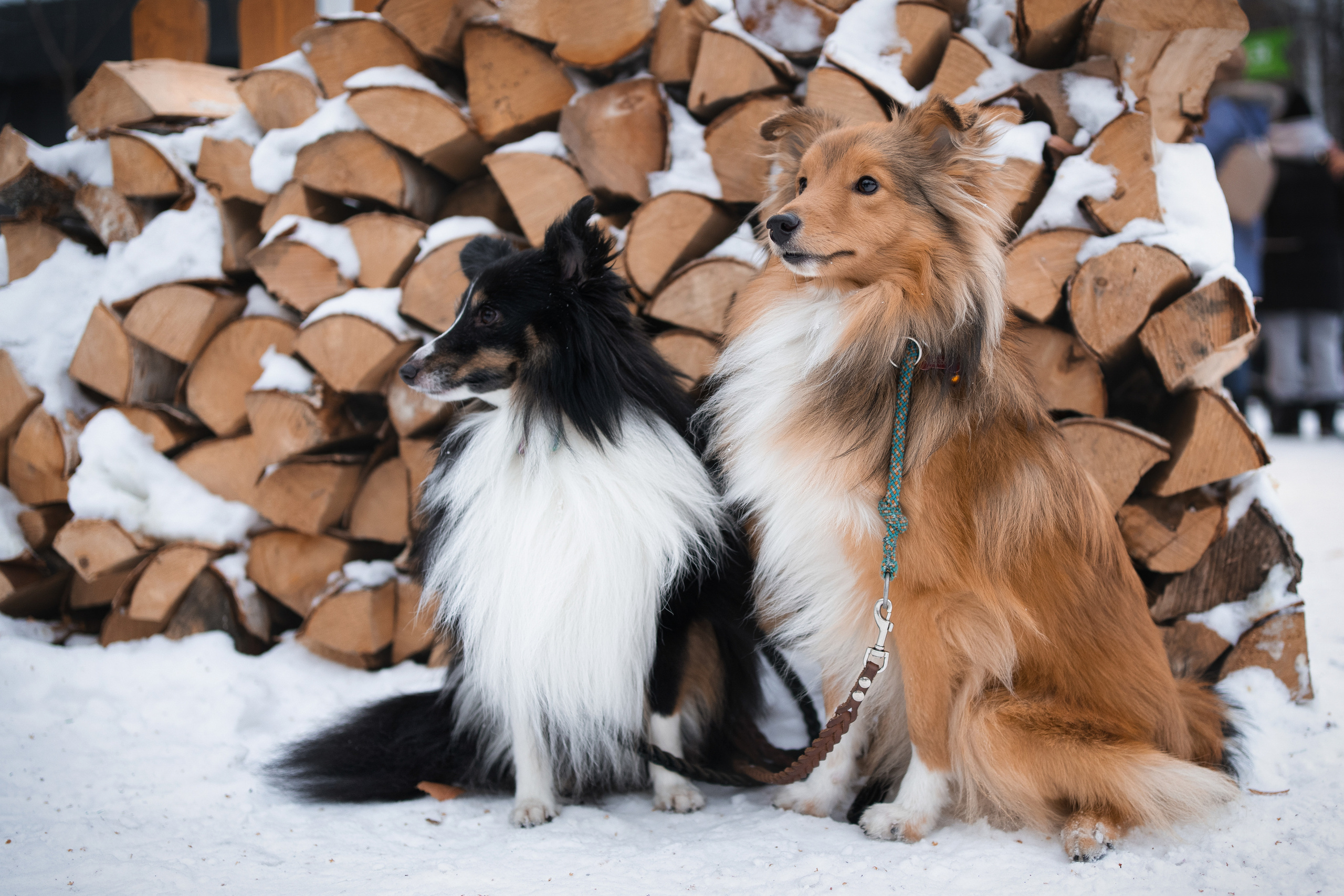Локки и Руни. Фотограф-анималист Анастасия Большакова