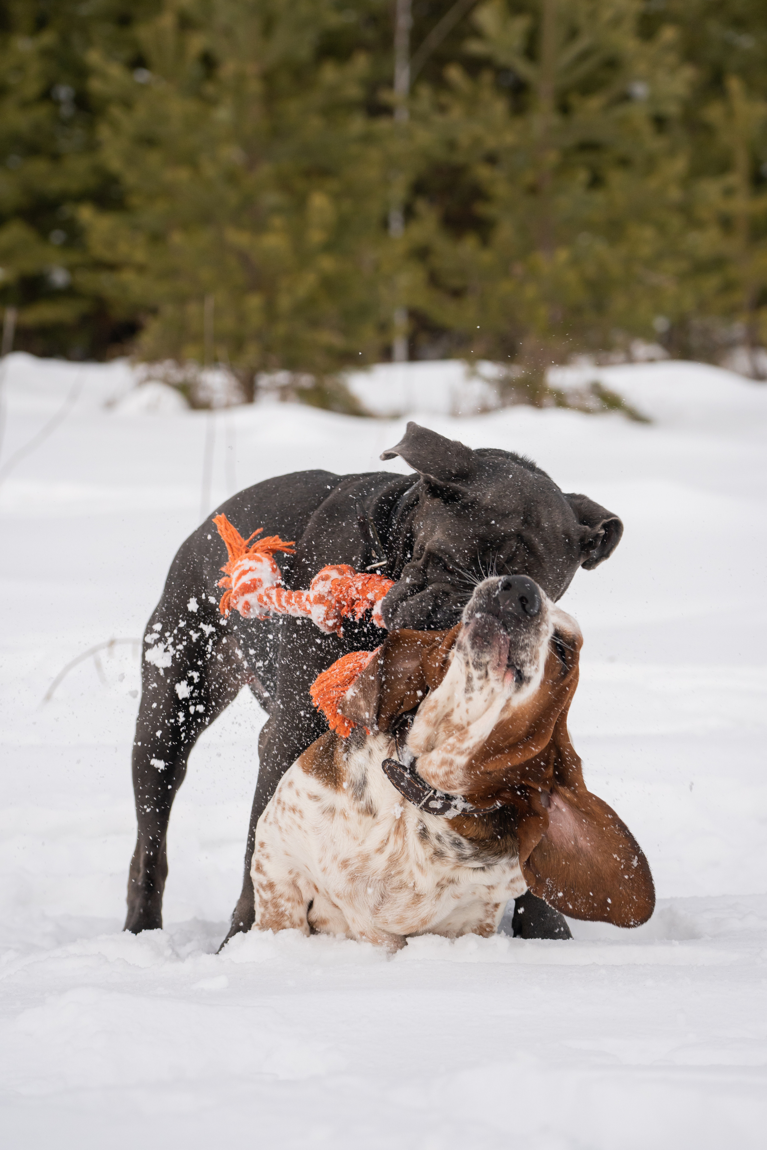 Ася и Батик. Фотограф-анималист Анастасия Большакова