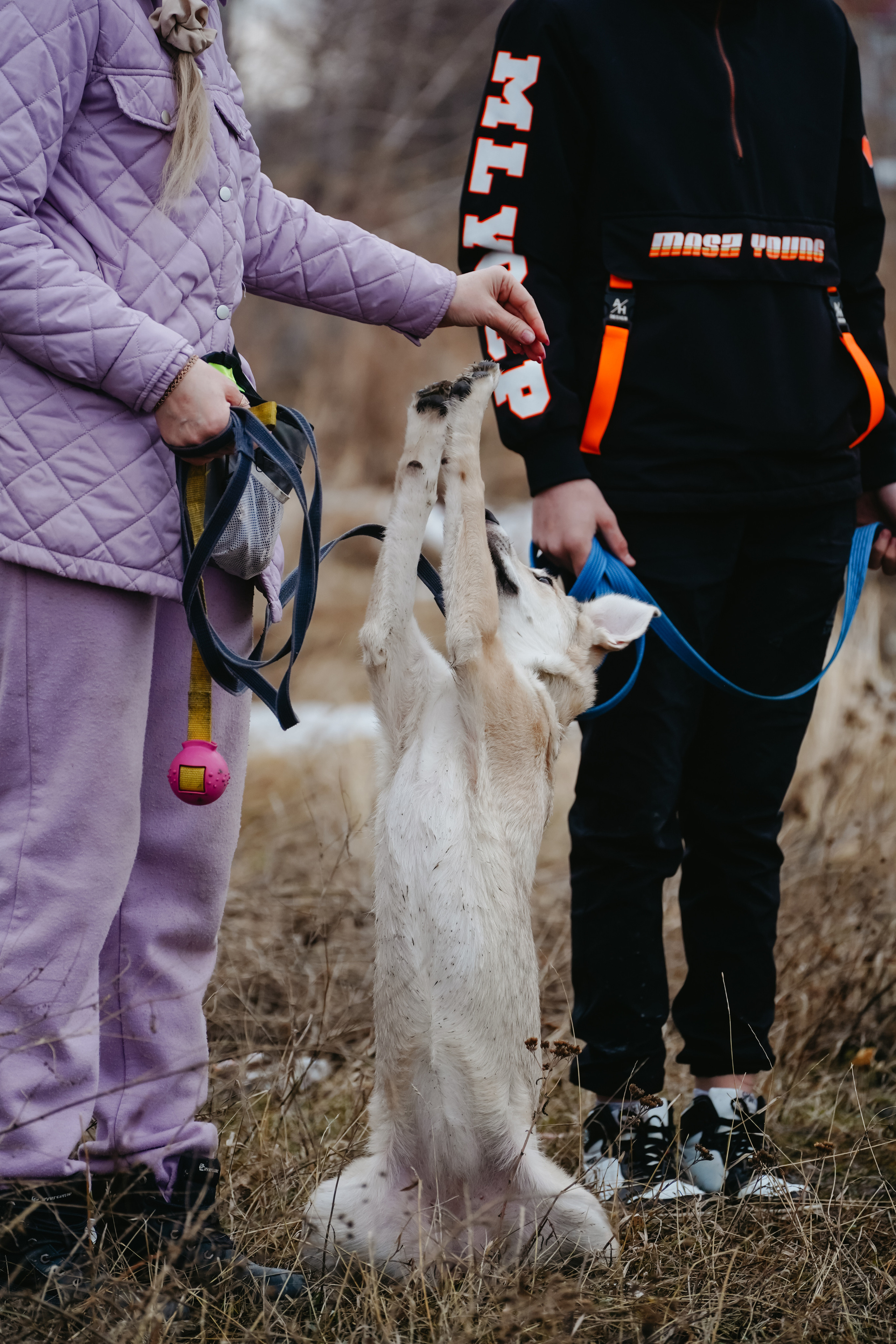 Клуб любителей собак «CANIS». Фотограф-анималист Анастасия Большакова